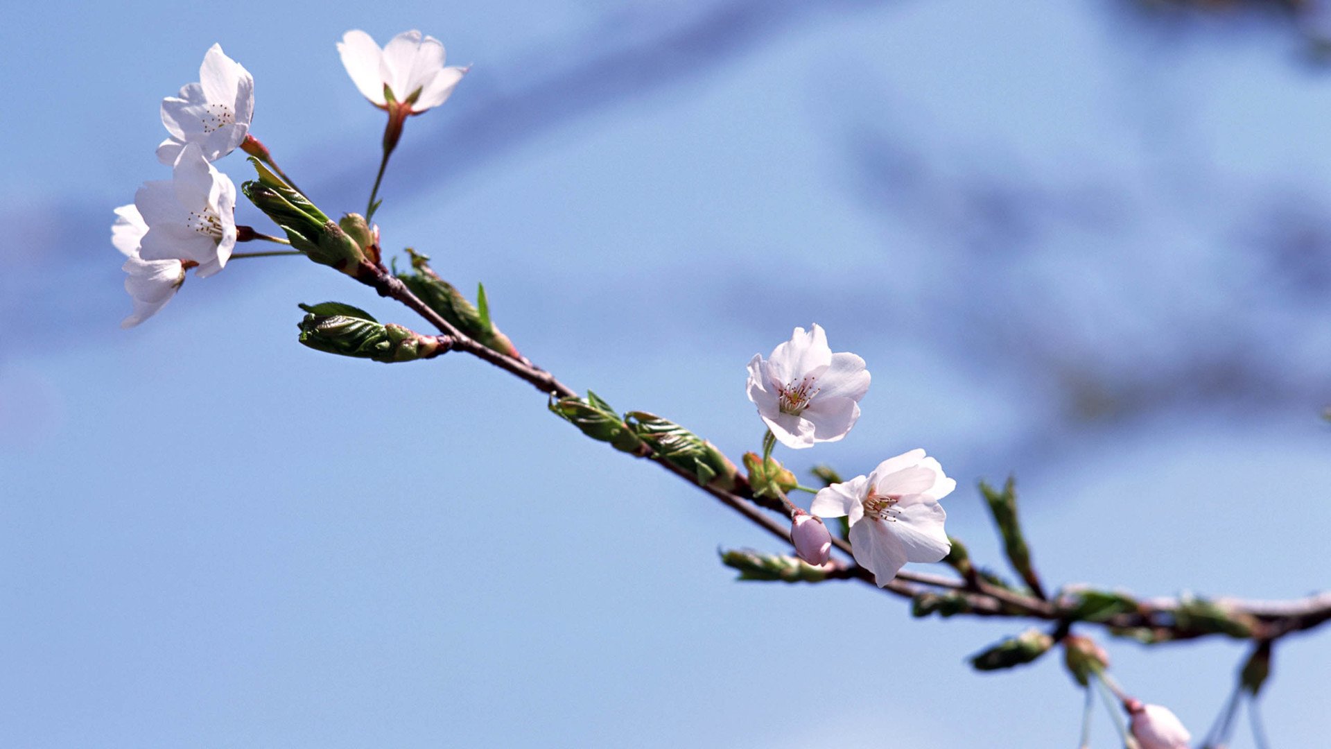 小清新,娇艳欲滴,花,儿童桌面专用