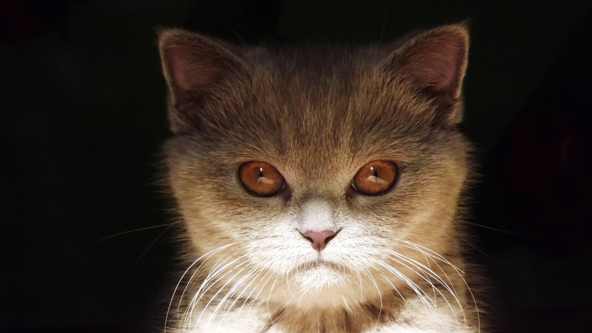 萌宠,猫,喵星人,可爱,古灵精怪,儿童桌面专用