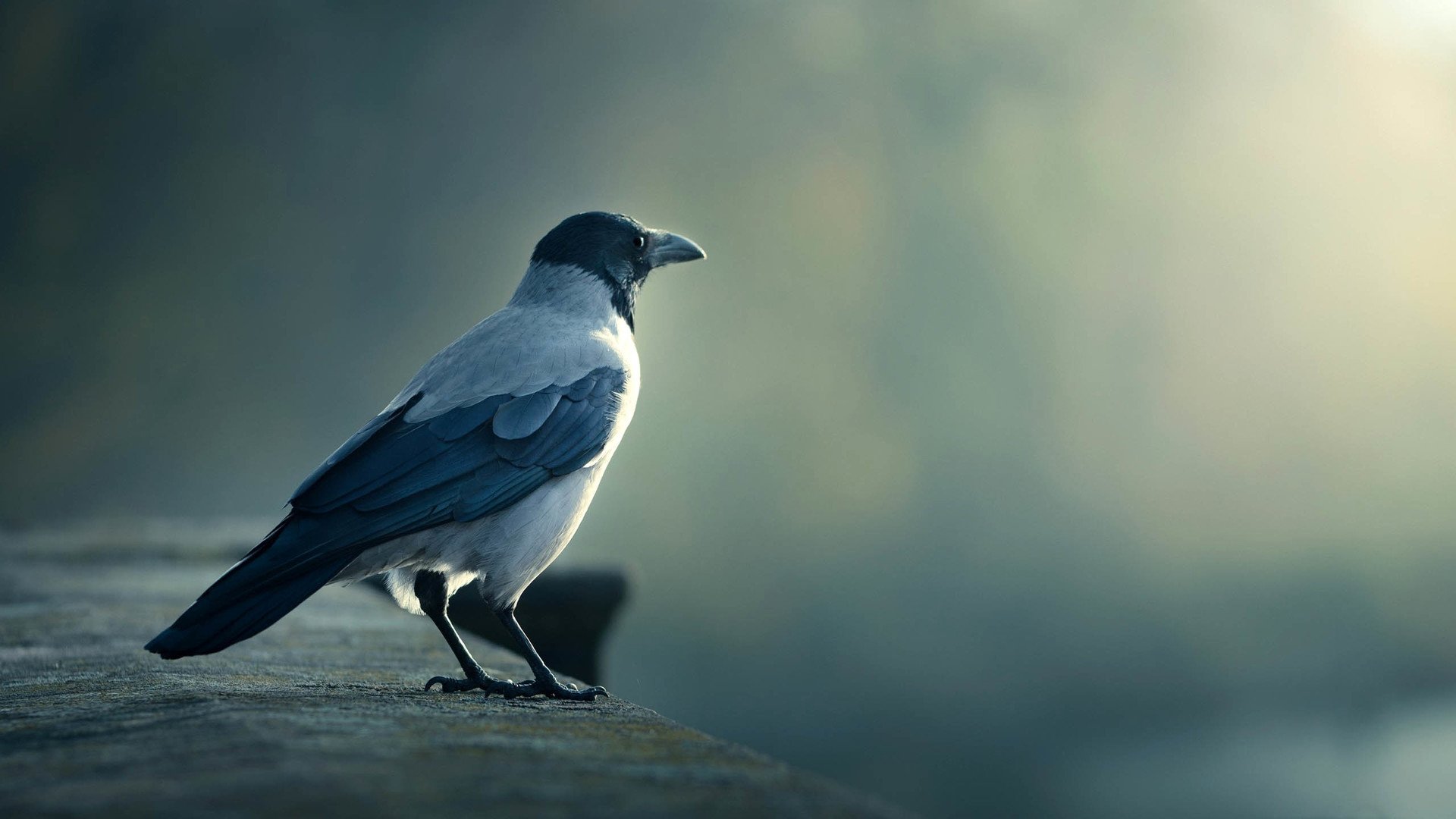 萌宠,鸟,鸟类,儿童桌面专用
