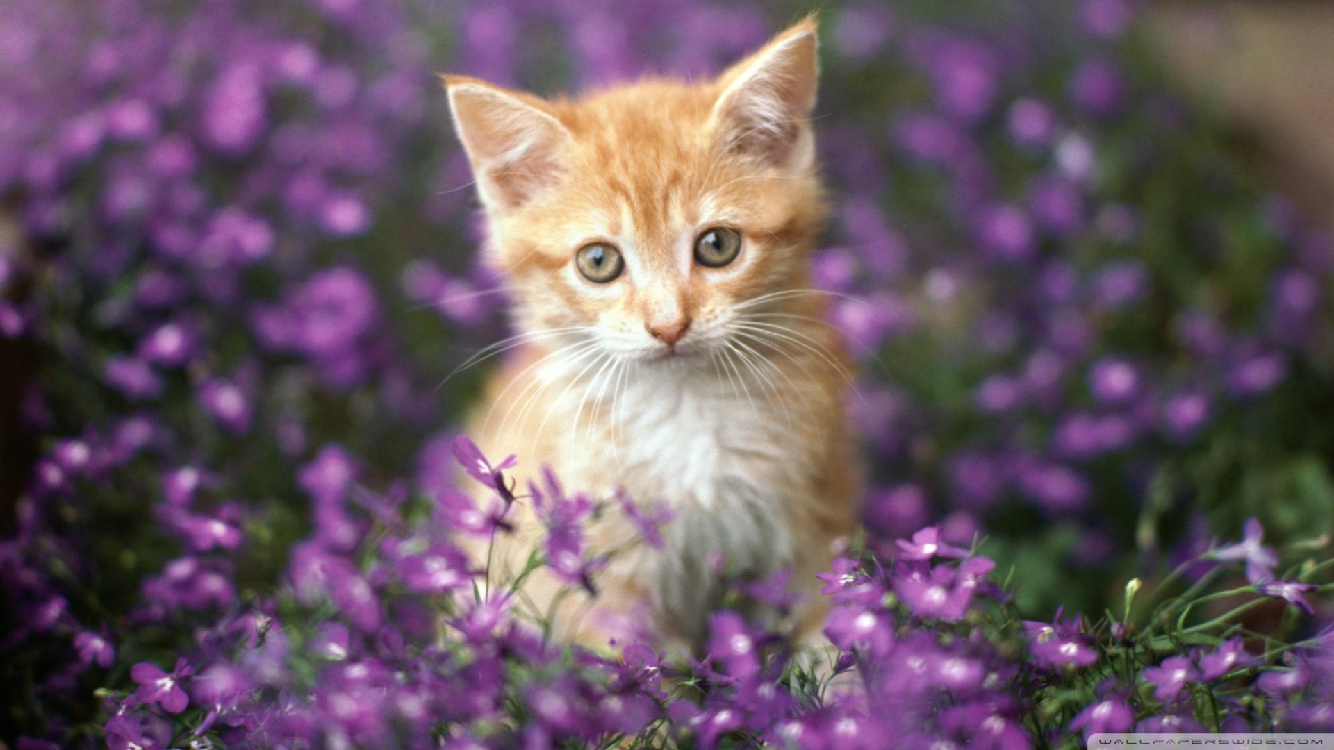 萌宠,猫,喵星人,可爱,卖萌图,古灵精怪,儿童桌面专用