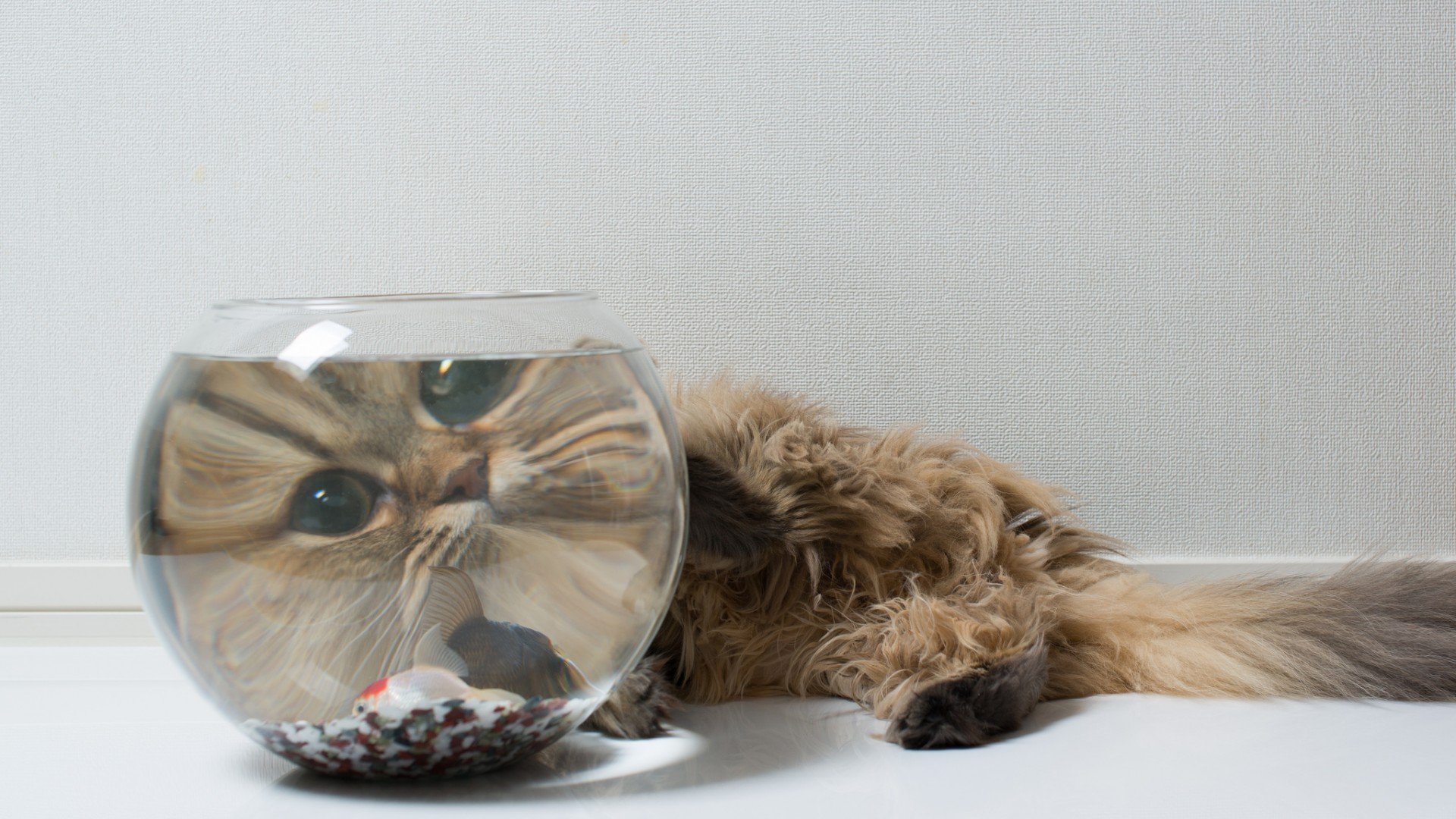 萌宠,喵星人,猫咪,猫,儿童桌面专用