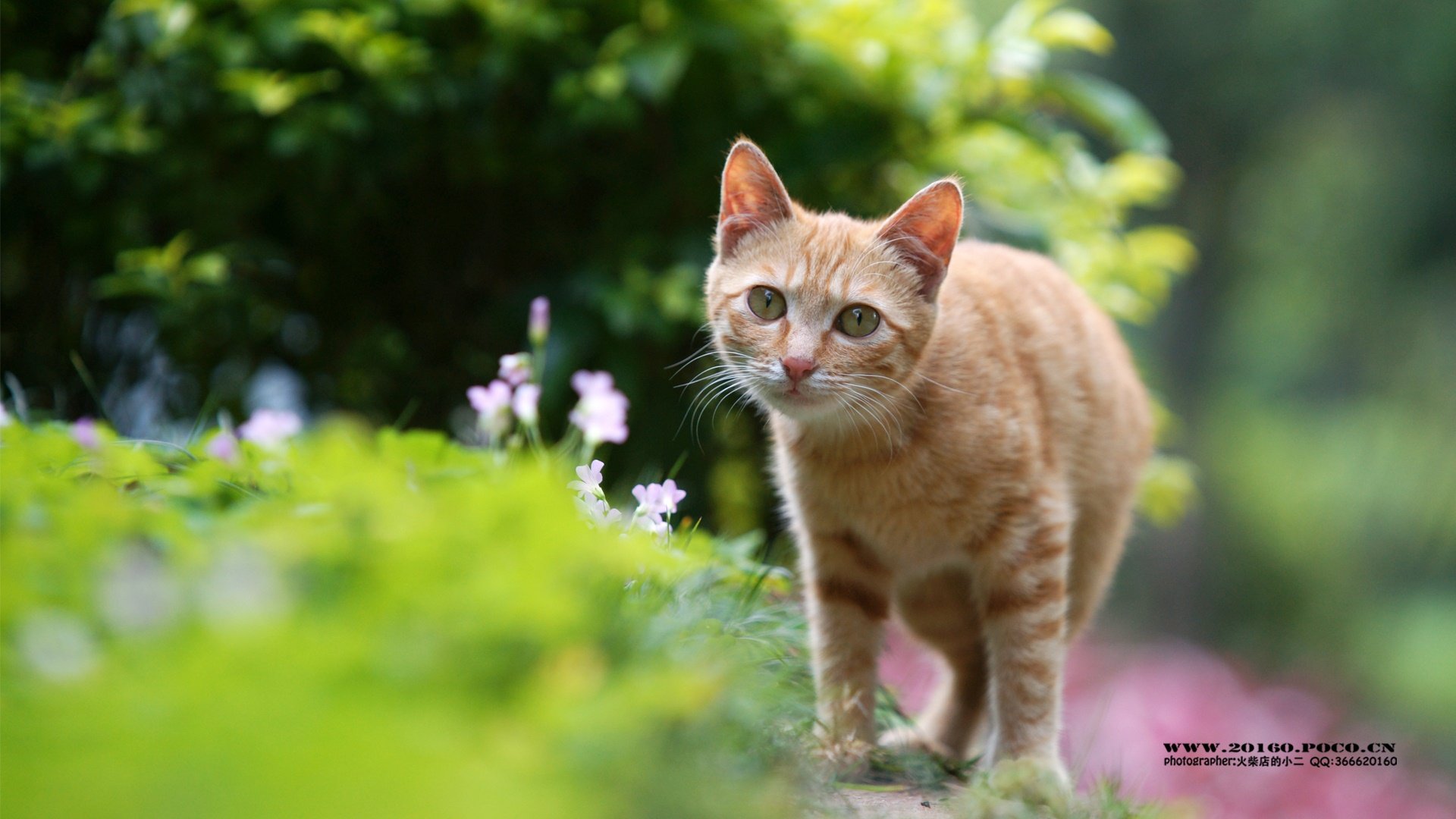 萌宠,喵星人,独家首发,@@摄影师火柴店的小二,儿童桌面专用