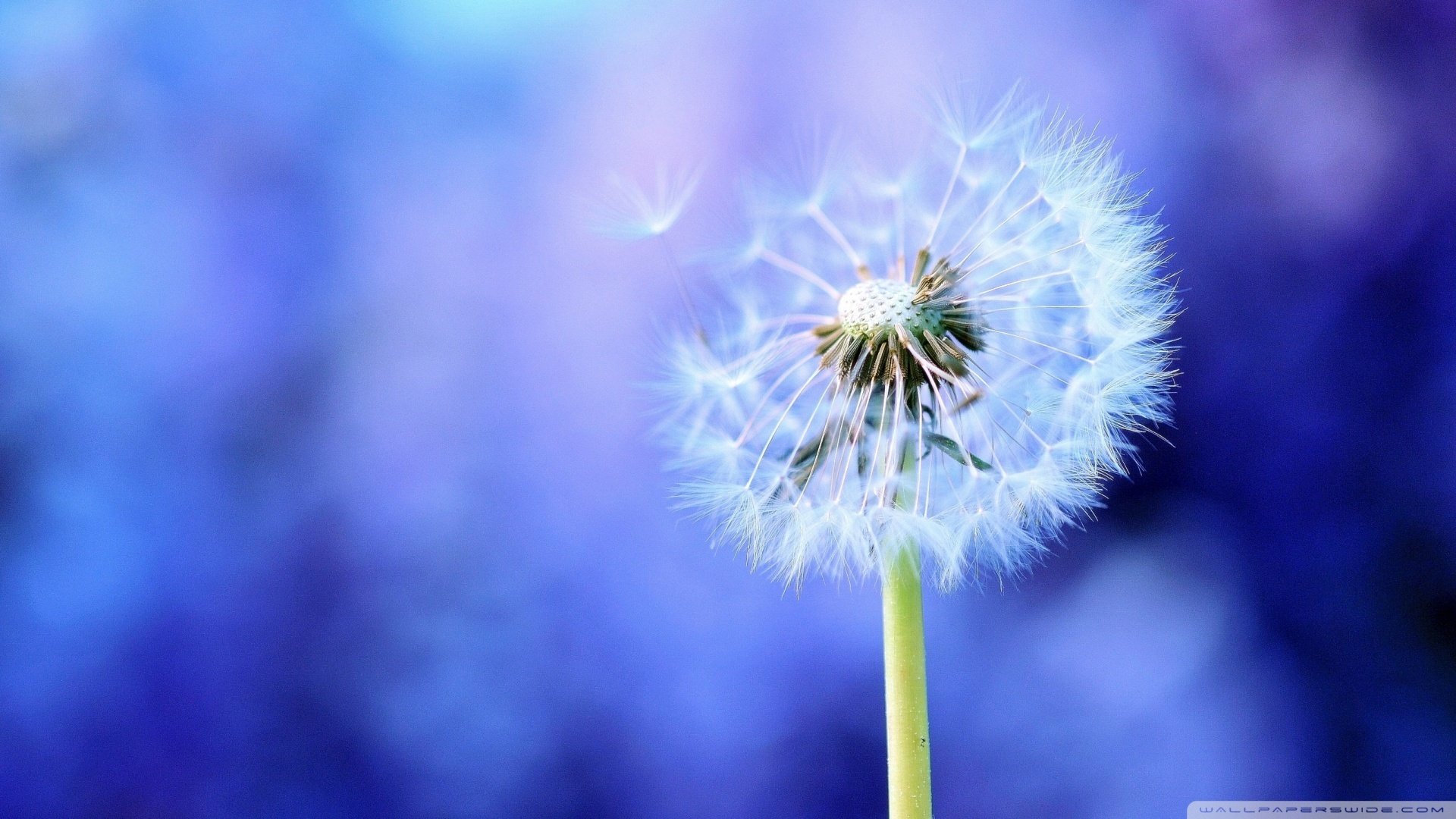 小清新,清新淡雅,儿童桌面专用