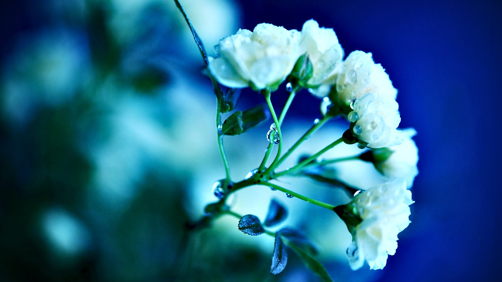 小清新,清新淡雅,植物,花,儿童桌面专用