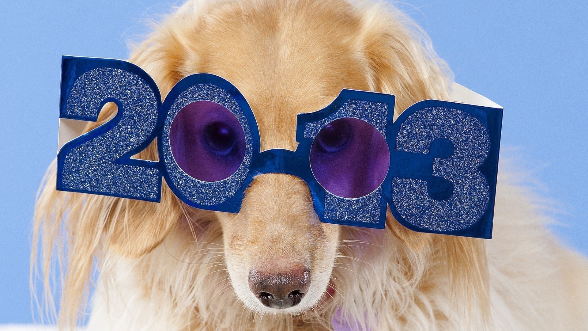 萌宠,狗,汪星人,可爱,古灵精怪,儿童桌面专用