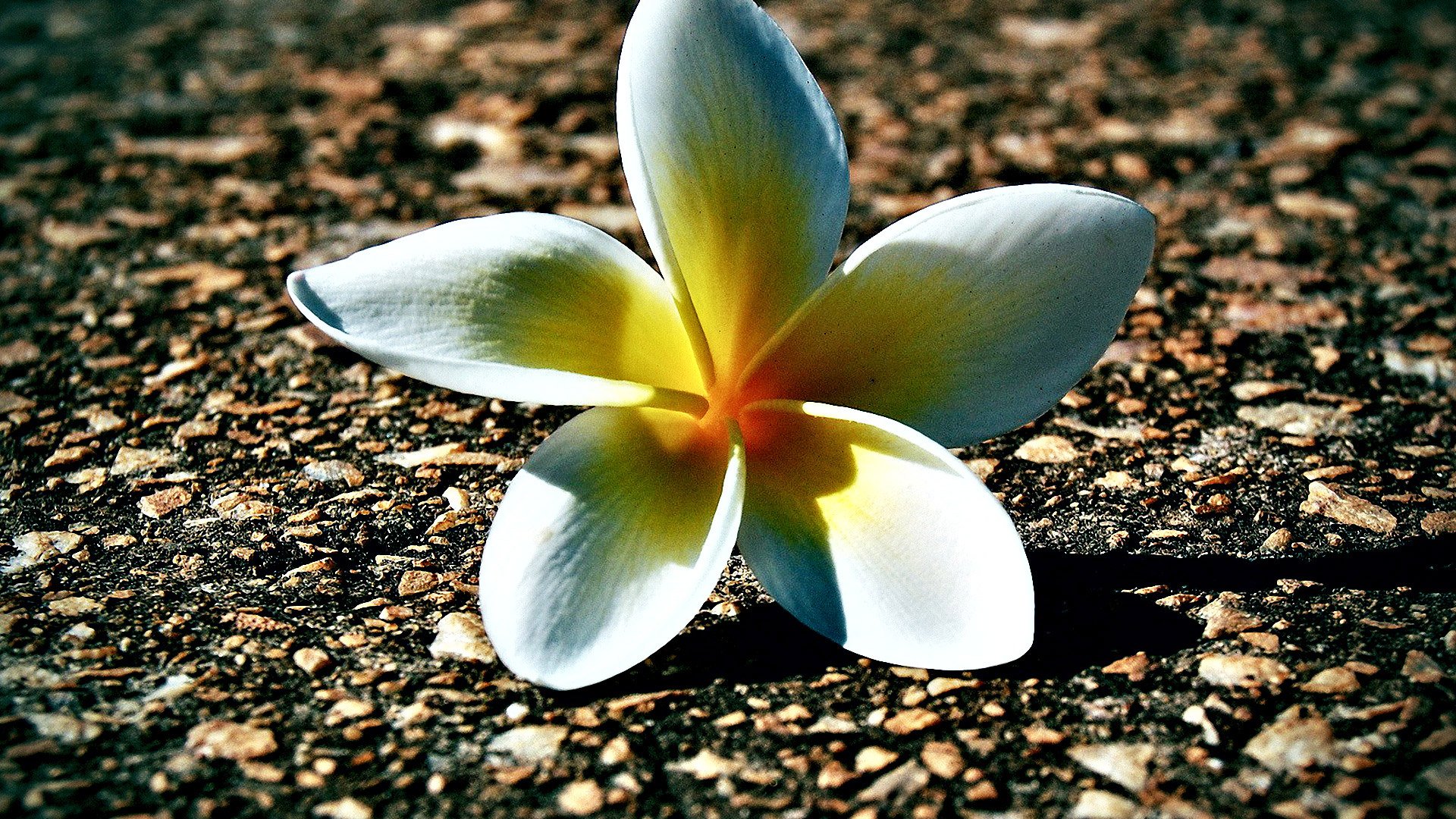 小清新,清新淡雅,花,儿童桌面专用