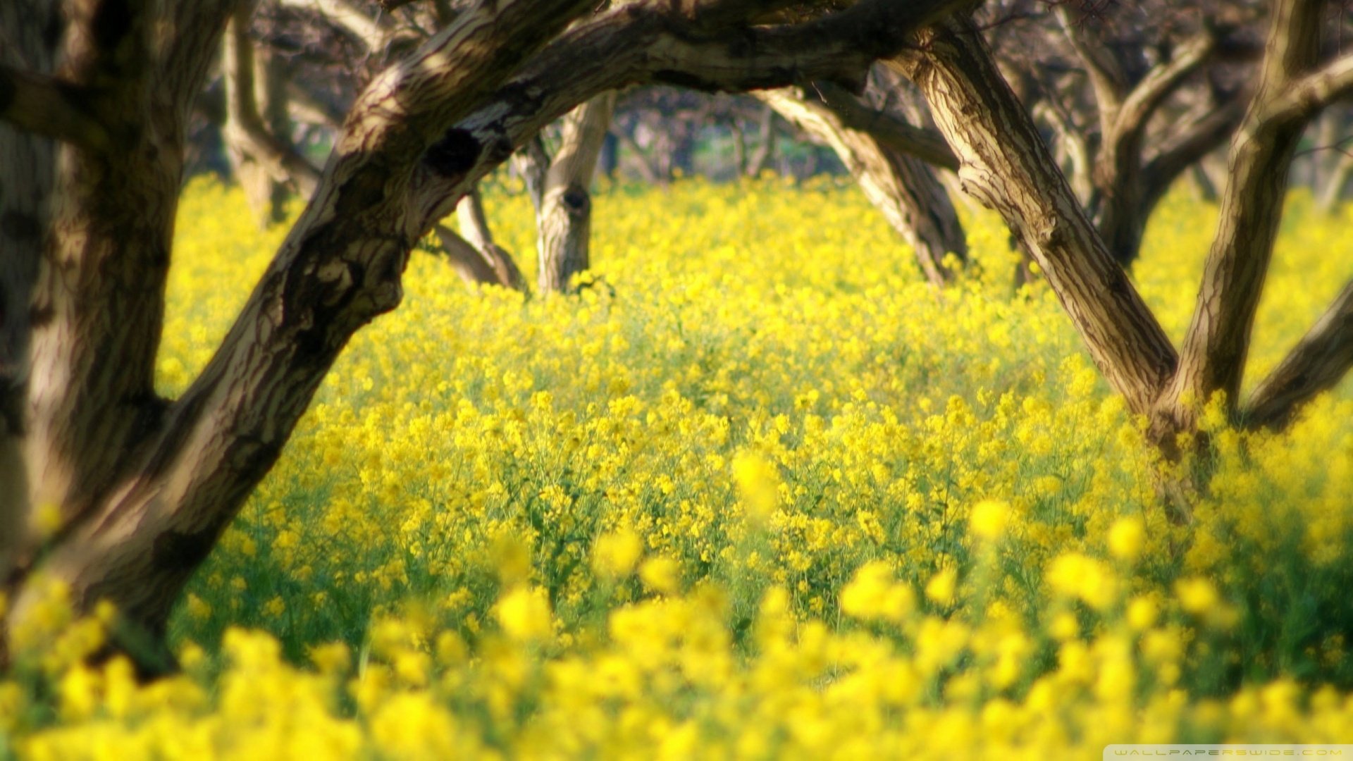 风景,春意盎然,春天,野花,儿童桌面专用