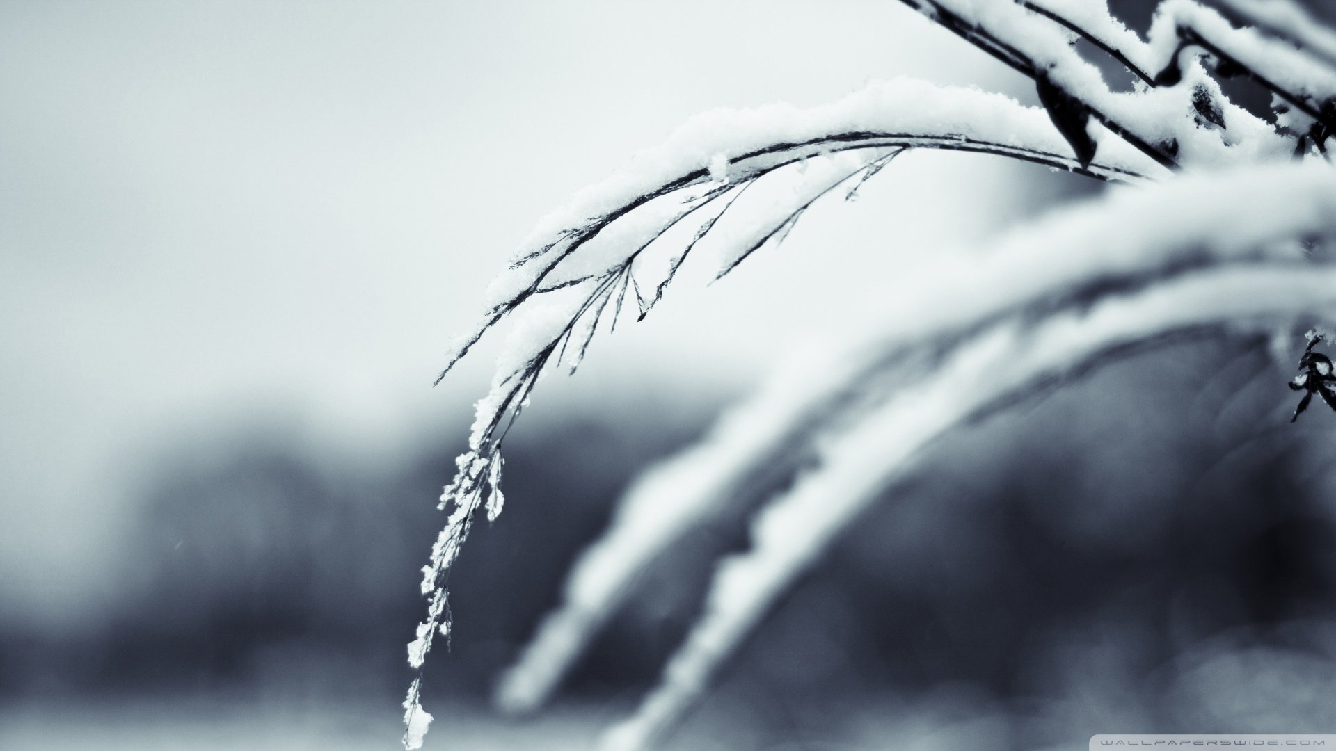 风景,植物,白雪,冬天,冬季,儿童桌面专用