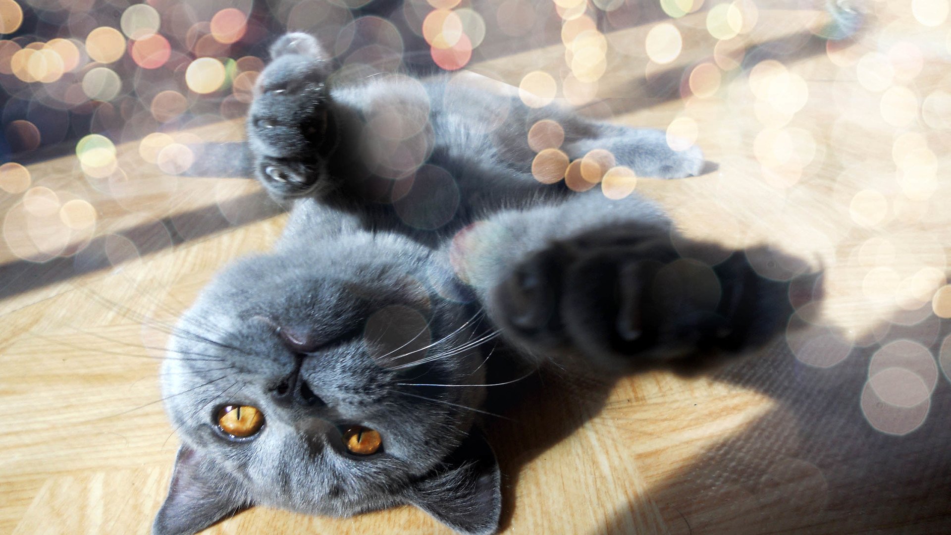 萌宠,喵星人,儿童桌面专用