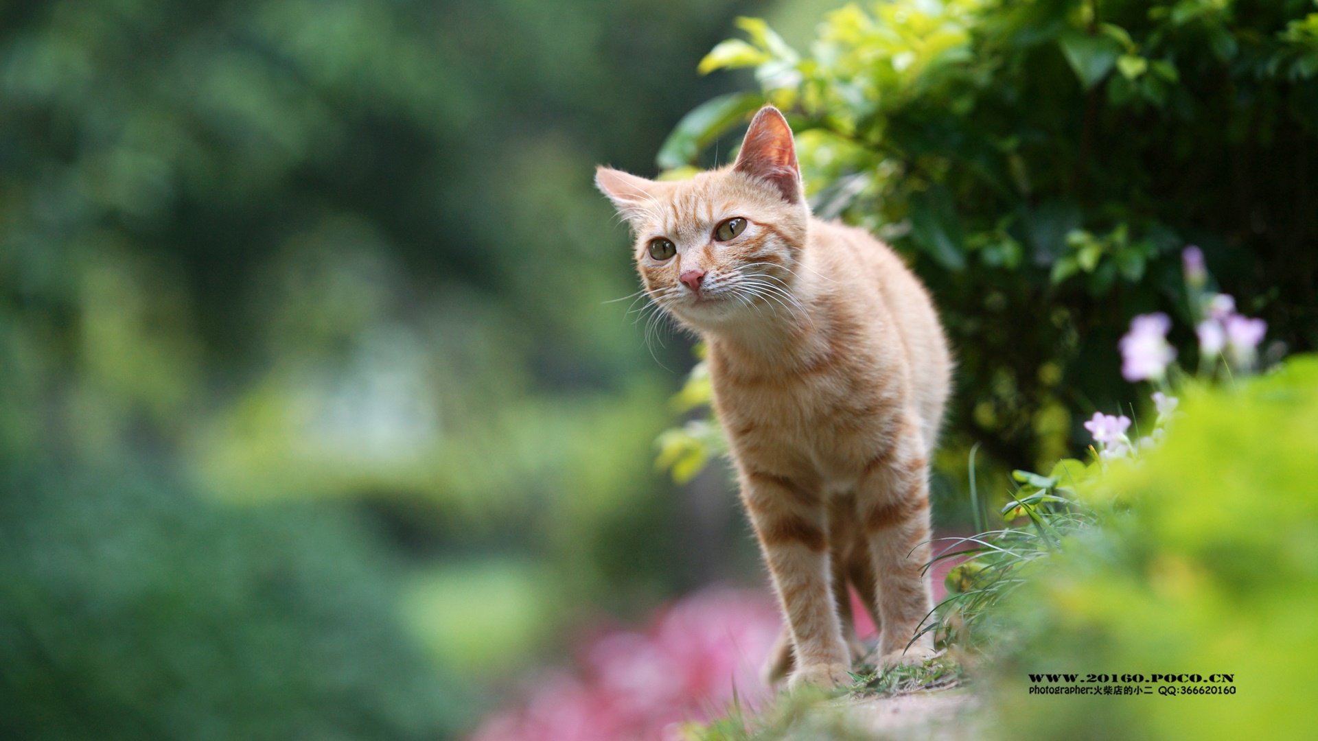 萌宠,摄影,猫,喵星人,火柴摄影,独家首发,@摄影师火柴店的小二,儿童桌面专用