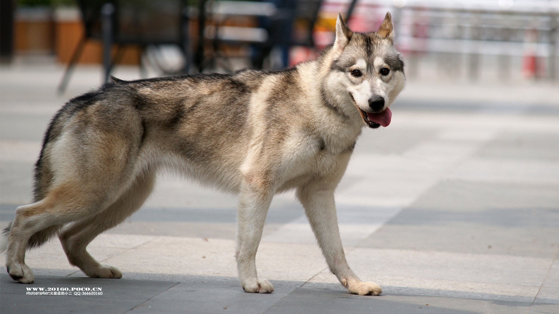 萌宠,狗,汪星人,可爱,古灵精怪,火柴摄影,@摄影师火柴店的小二,儿童桌面专用