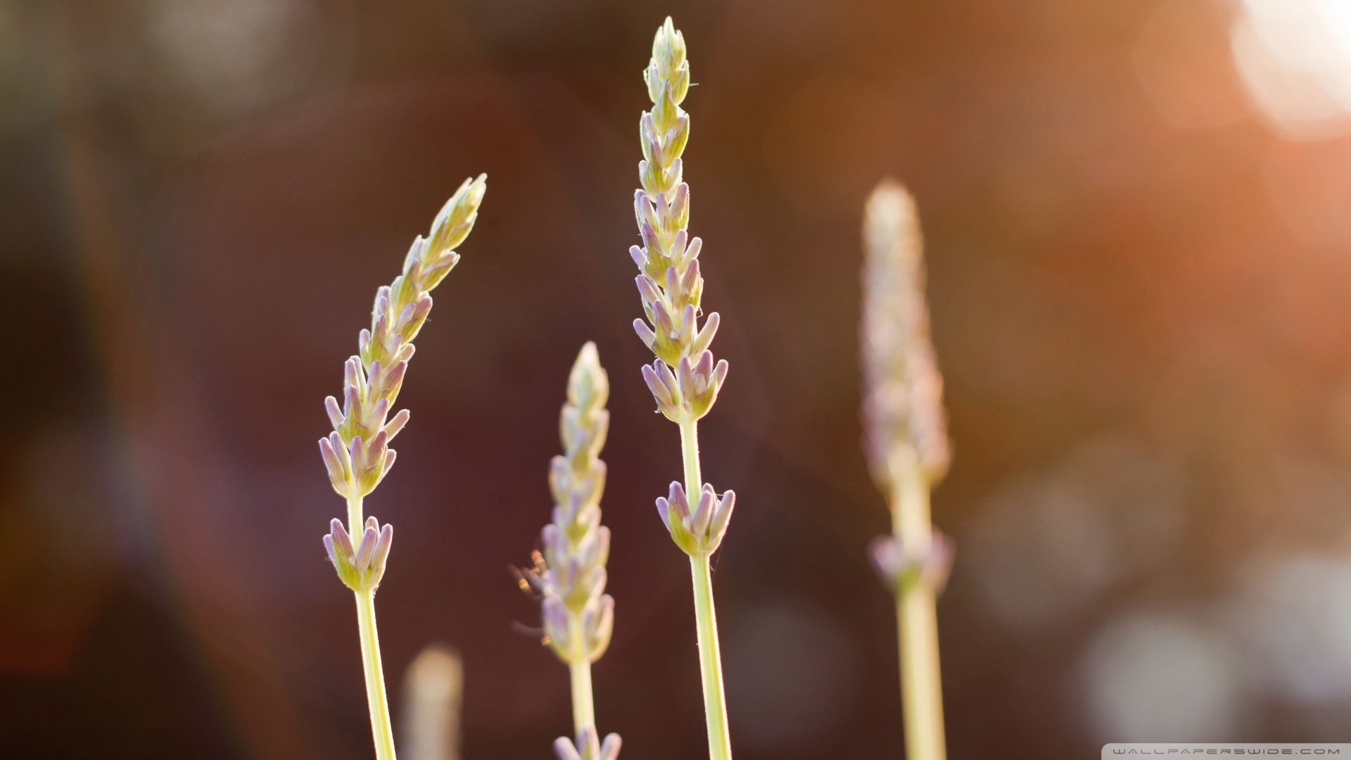 小清新,清新淡雅,儿童桌面专用