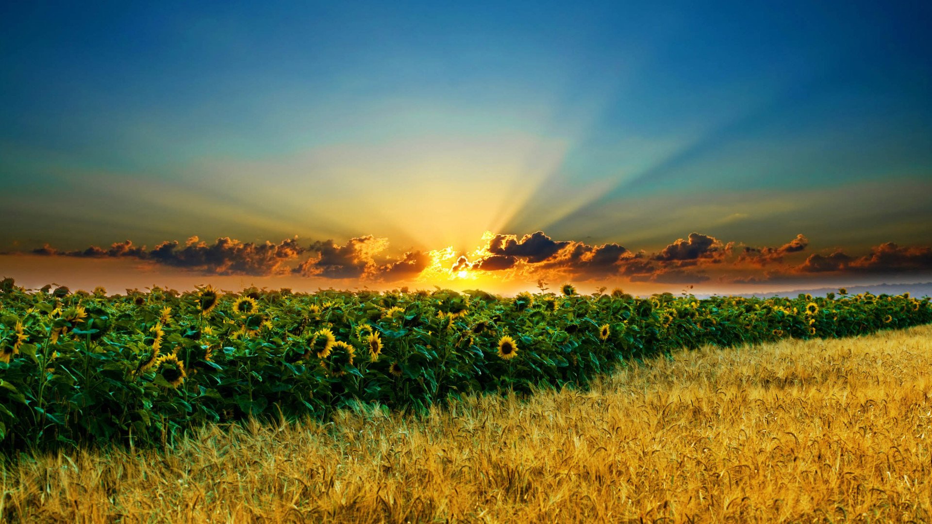 小清新,娇艳欲滴,花,儿童桌面专用