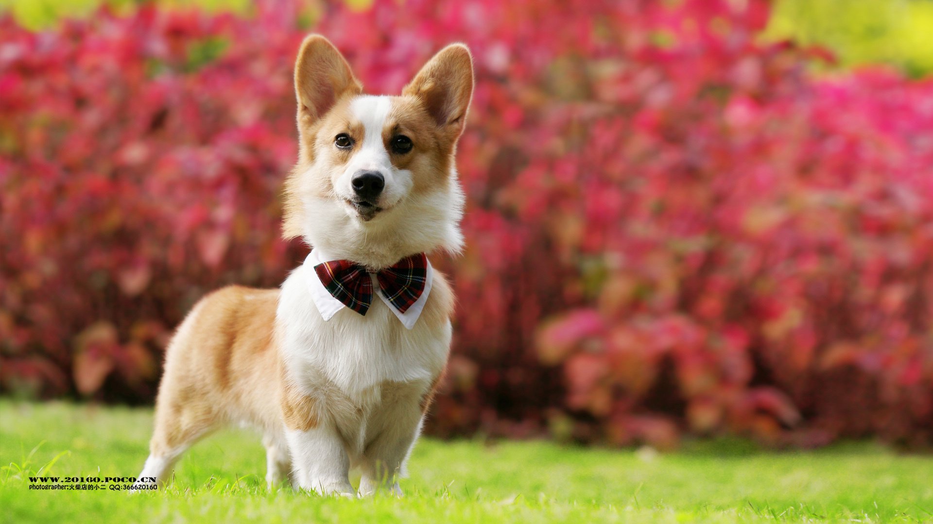 萌宠,狗,汪星人,可爱,古灵精怪,火柴摄影,@摄影师火柴店的小二,儿童桌面专用