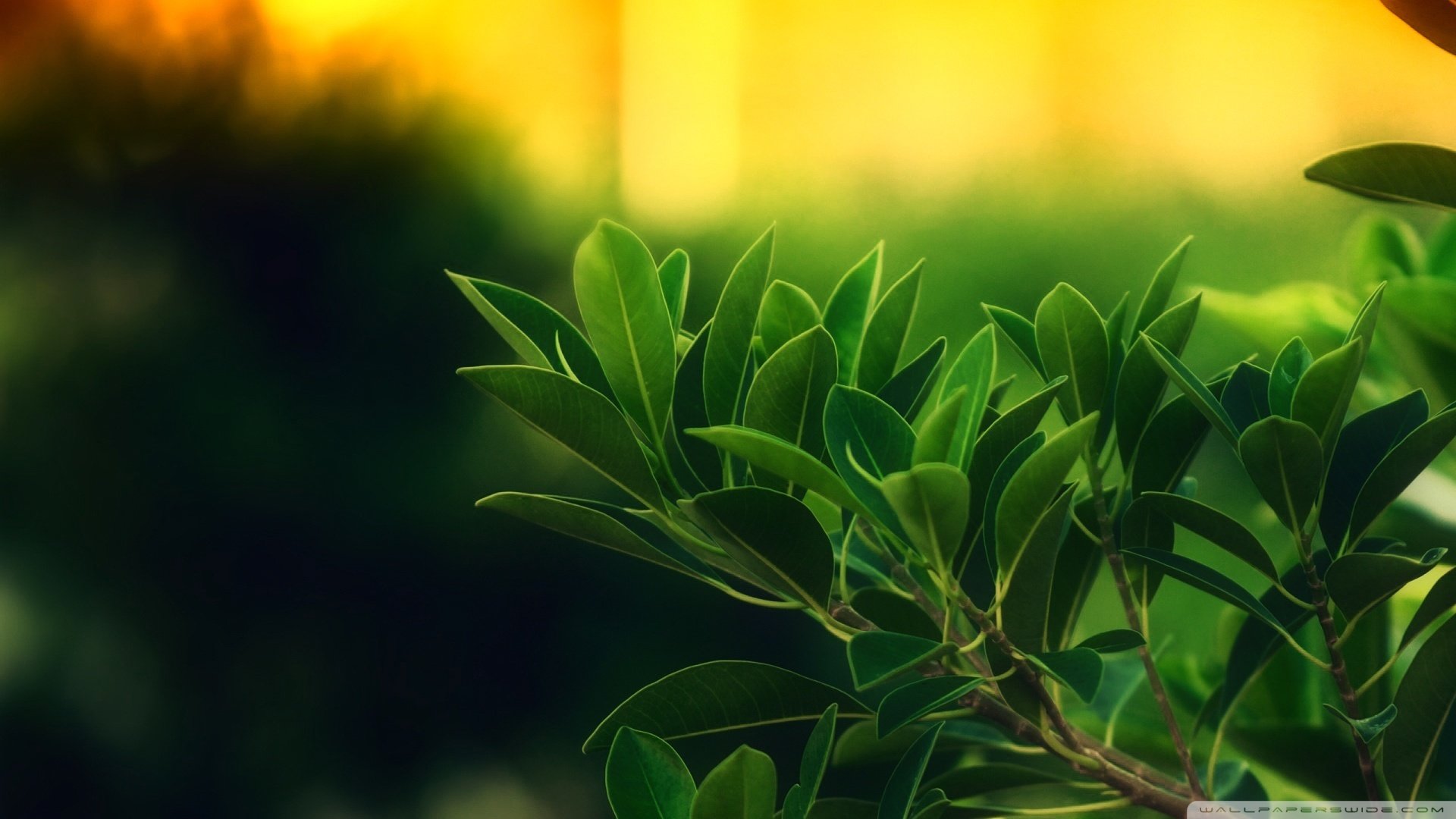 小清新,护眼壁纸,儿童桌面专用