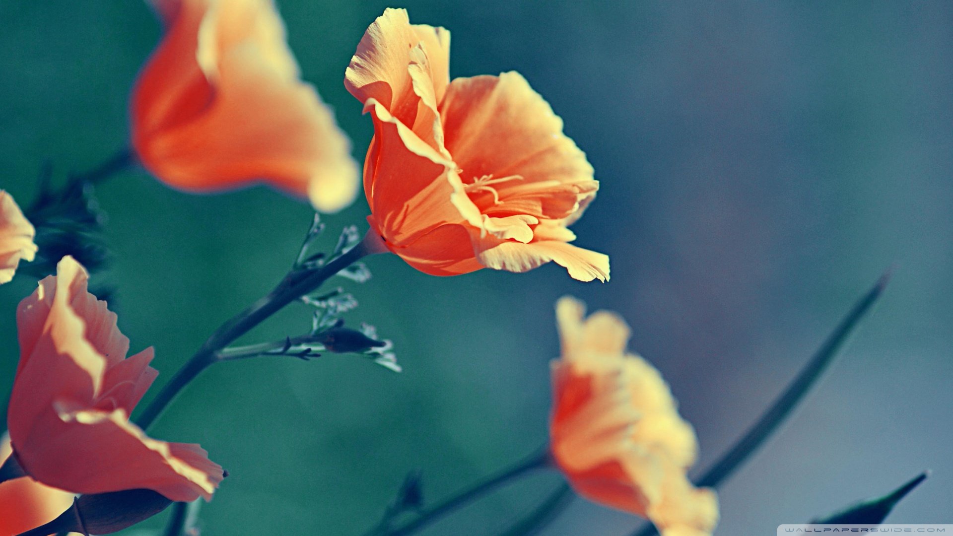 风景,春意盎然,儿童桌面专用