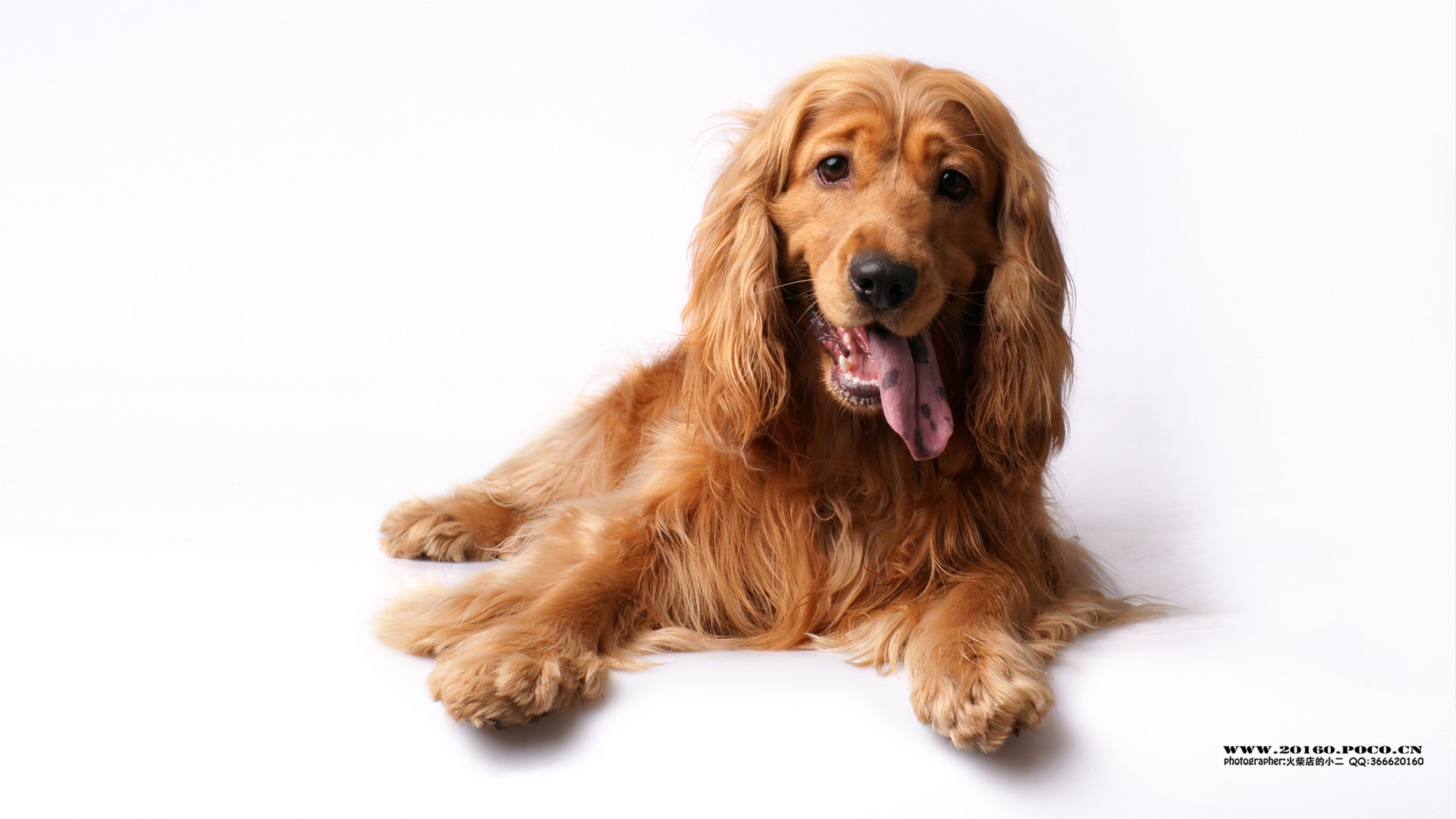 萌宠,狗,汪星人,可爱,古灵精怪,火柴摄影,@摄影师火柴店的小二,儿童桌面专用