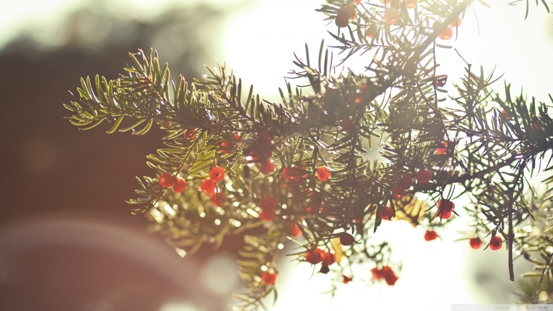 风景,自然风光,松树,松针,植物,儿童桌面专用