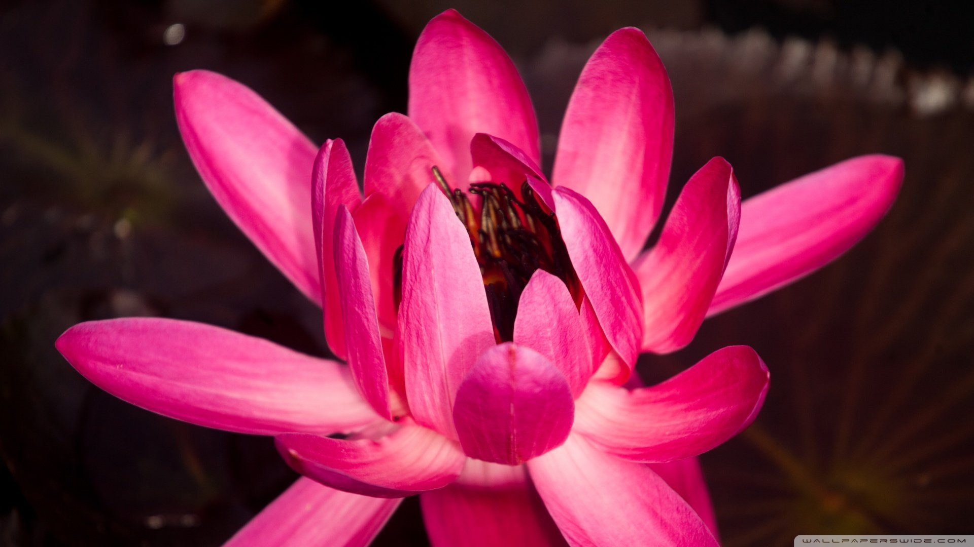 小清新,娇艳欲滴,儿童桌面专用