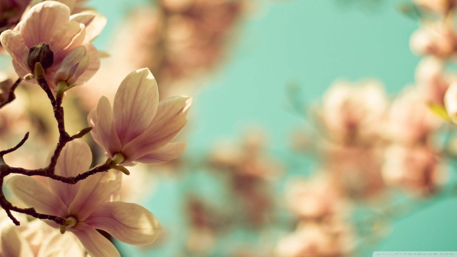 小清新,清新淡雅,儿童桌面专用