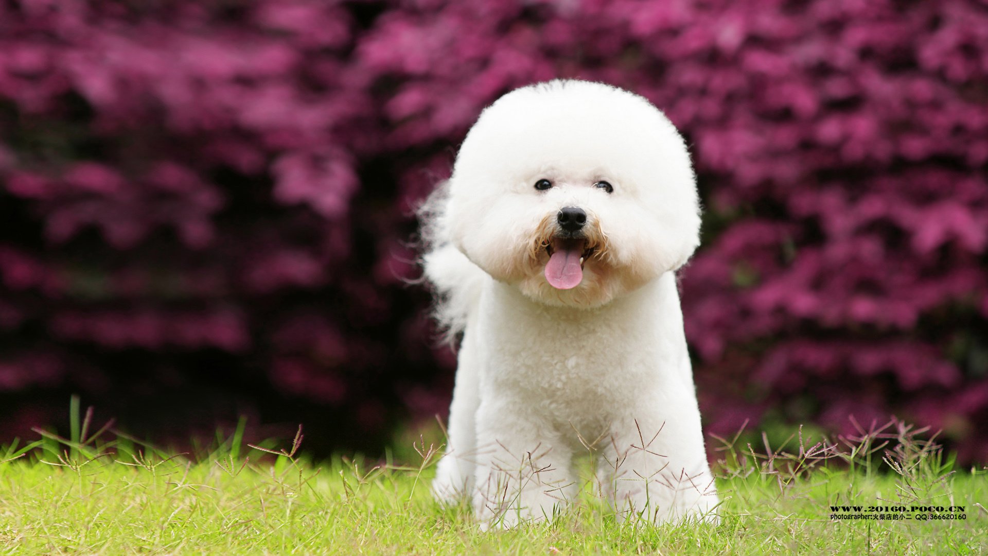 萌宠,狗,汪星人,可爱,古灵精怪,火柴摄影,@摄影师火柴店的小二,儿童桌面专用