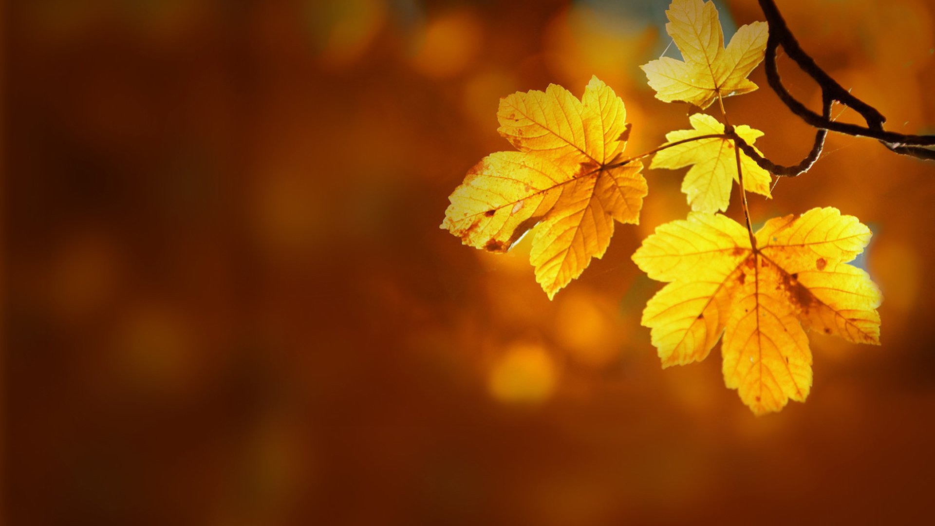 小清新,清新淡雅,枫叶,儿童桌面专用