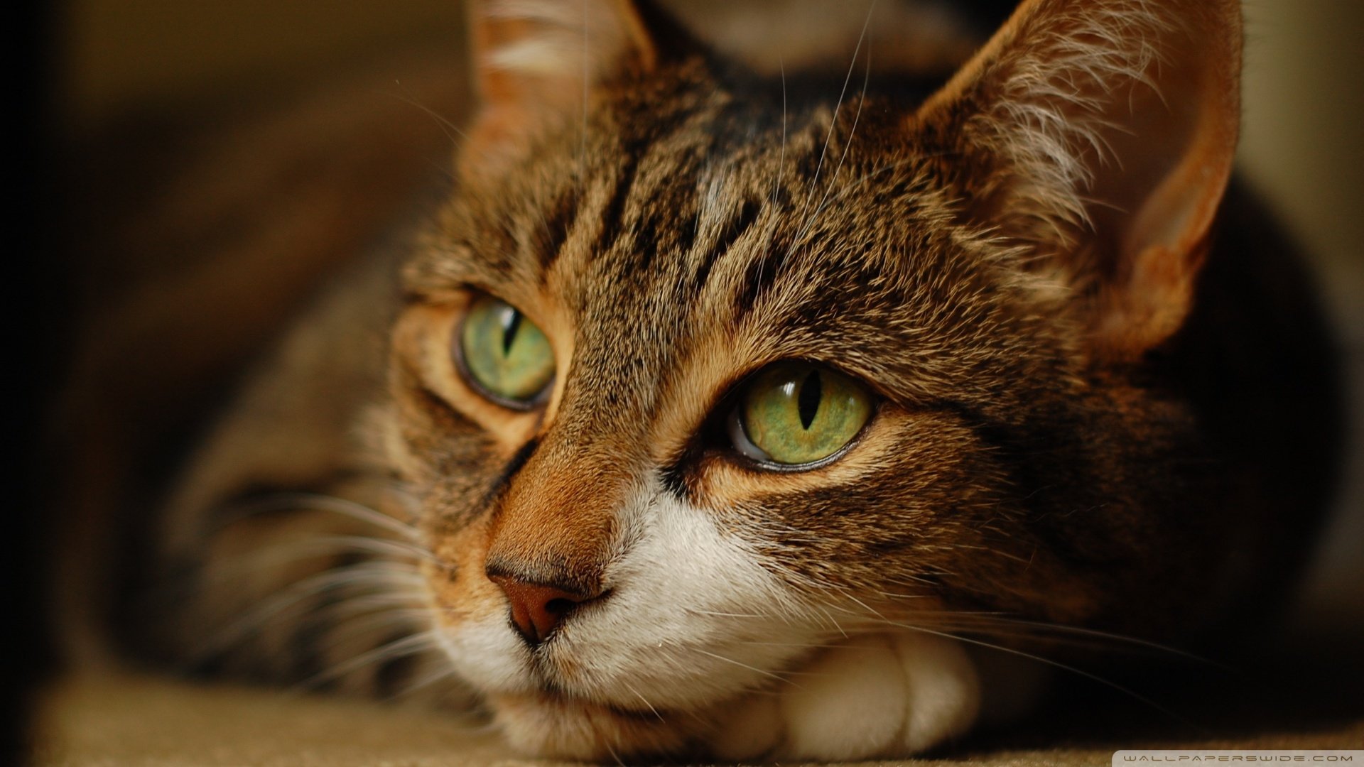 萌宠,喵星人,猫咪,猫,cat,儿童桌面专用