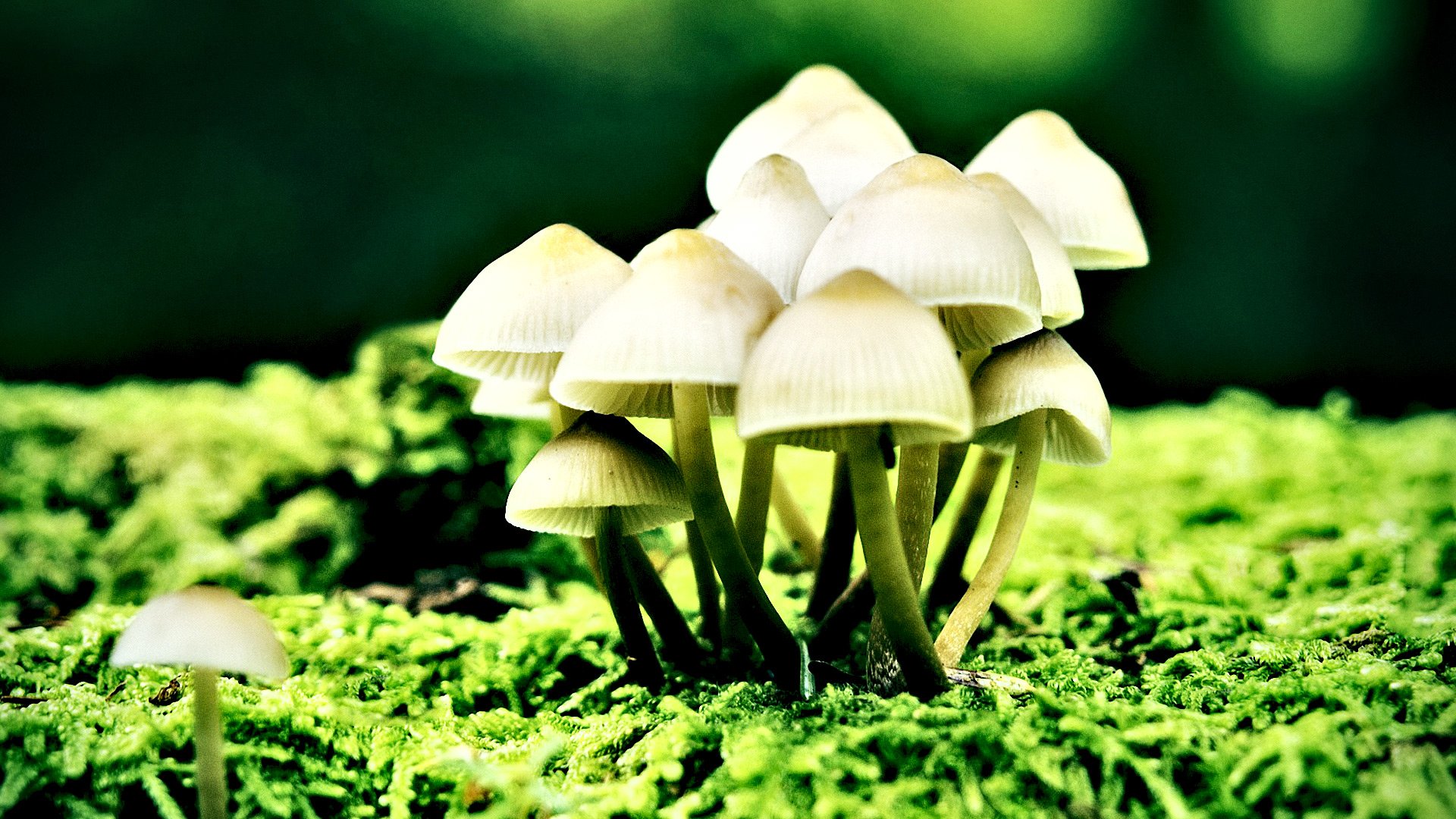 小清新,温馨一刻,儿童桌面专用