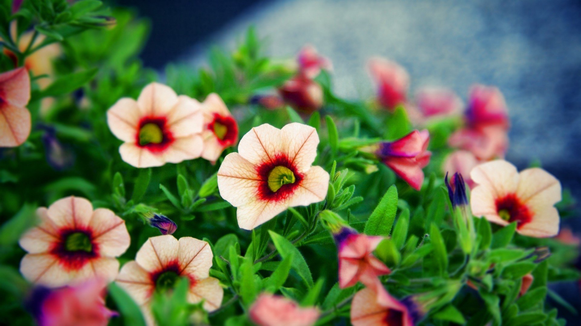 小清新,娇艳欲滴,儿童桌面专用