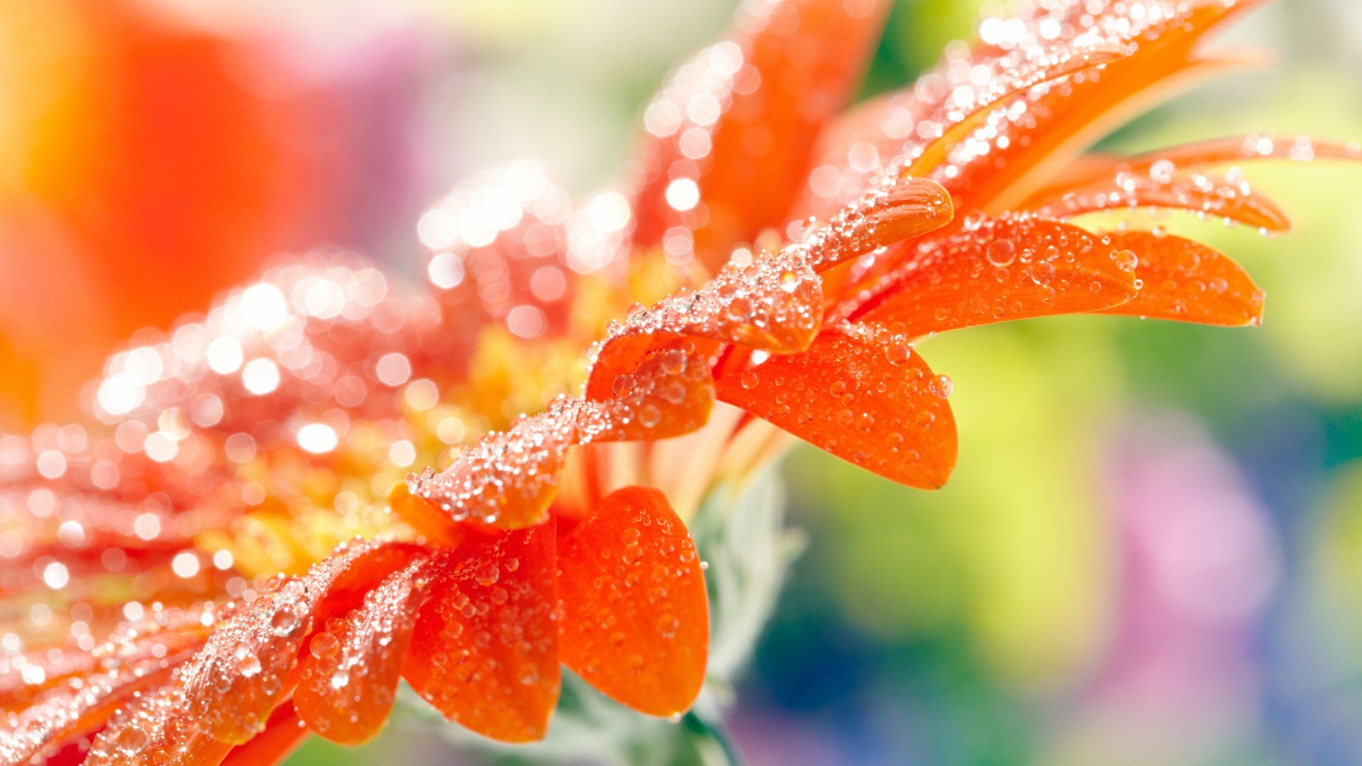 小清新,娇艳欲滴,儿童桌面专用