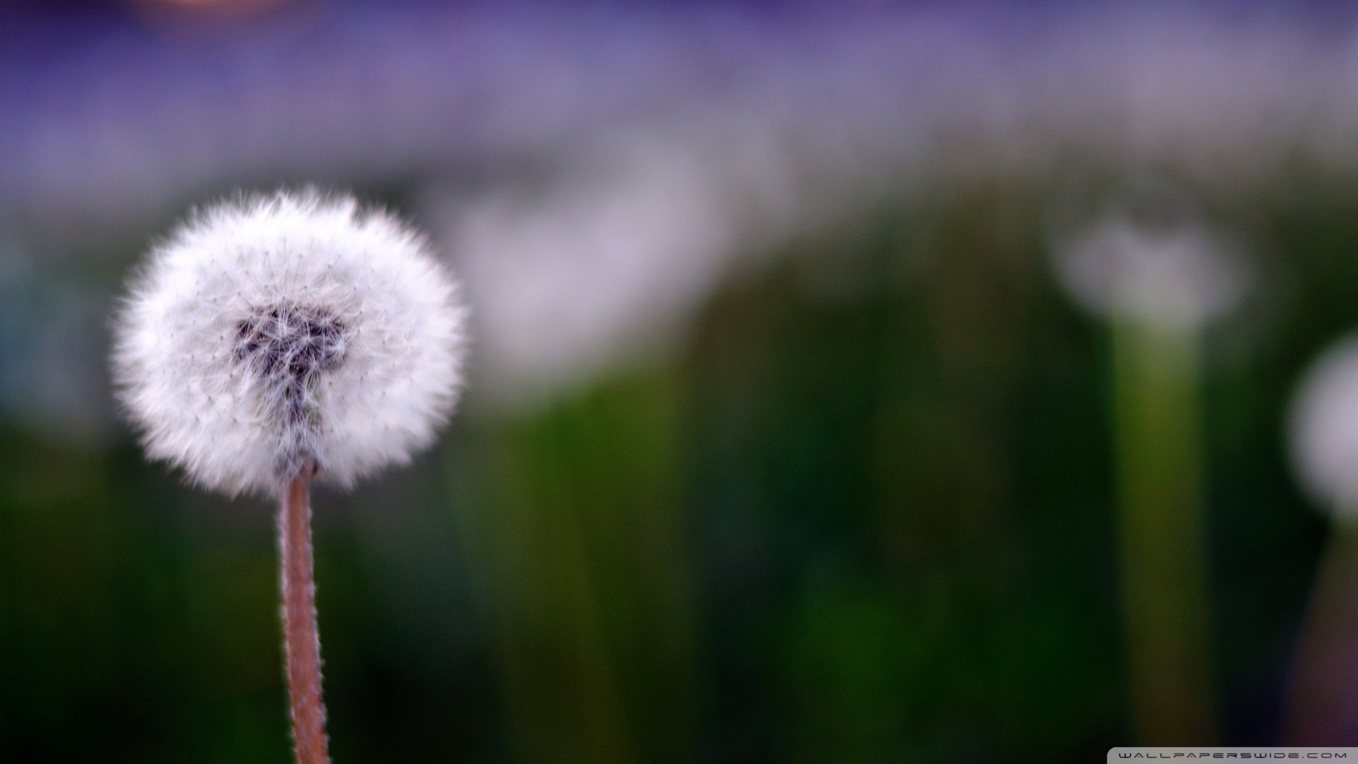 小清新,清新淡雅,儿童桌面专用
