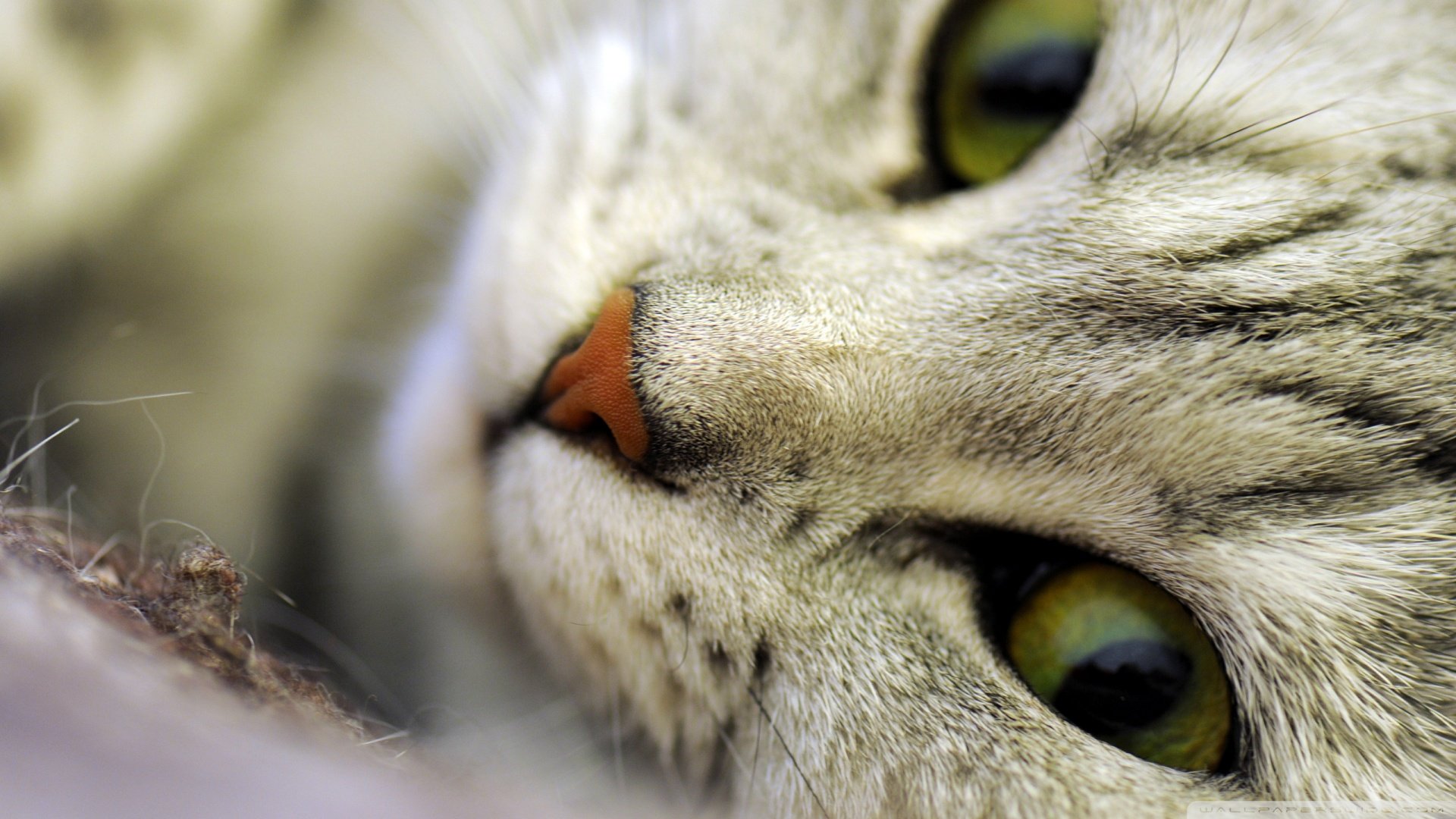 萌宠,可爱,喵星人,美短,儿童桌面专用