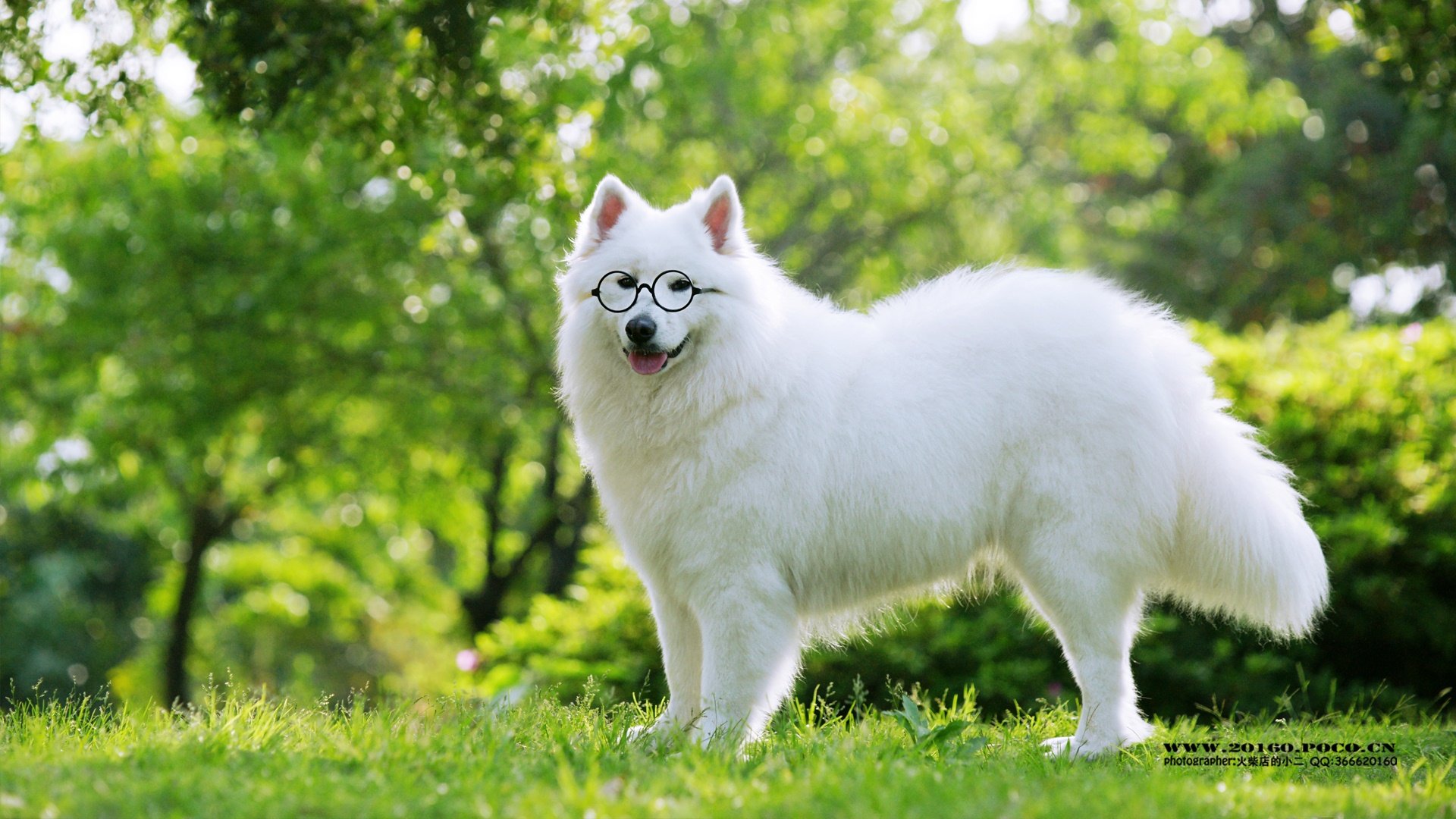 萌宠,汪星人,独家首发,@@摄影师火柴店的小二,儿童桌面专用