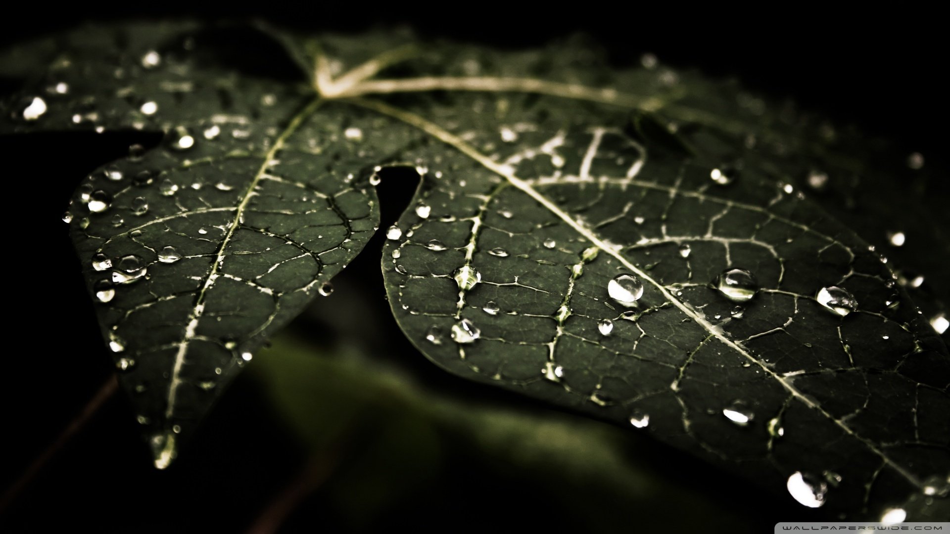 小清新,护眼壁纸,儿童桌面专用