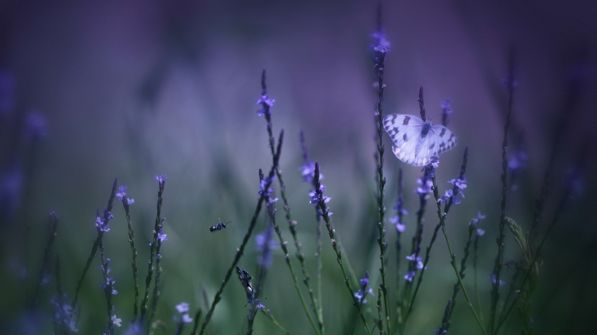 小清新,娇艳欲滴,花,儿童桌面专用