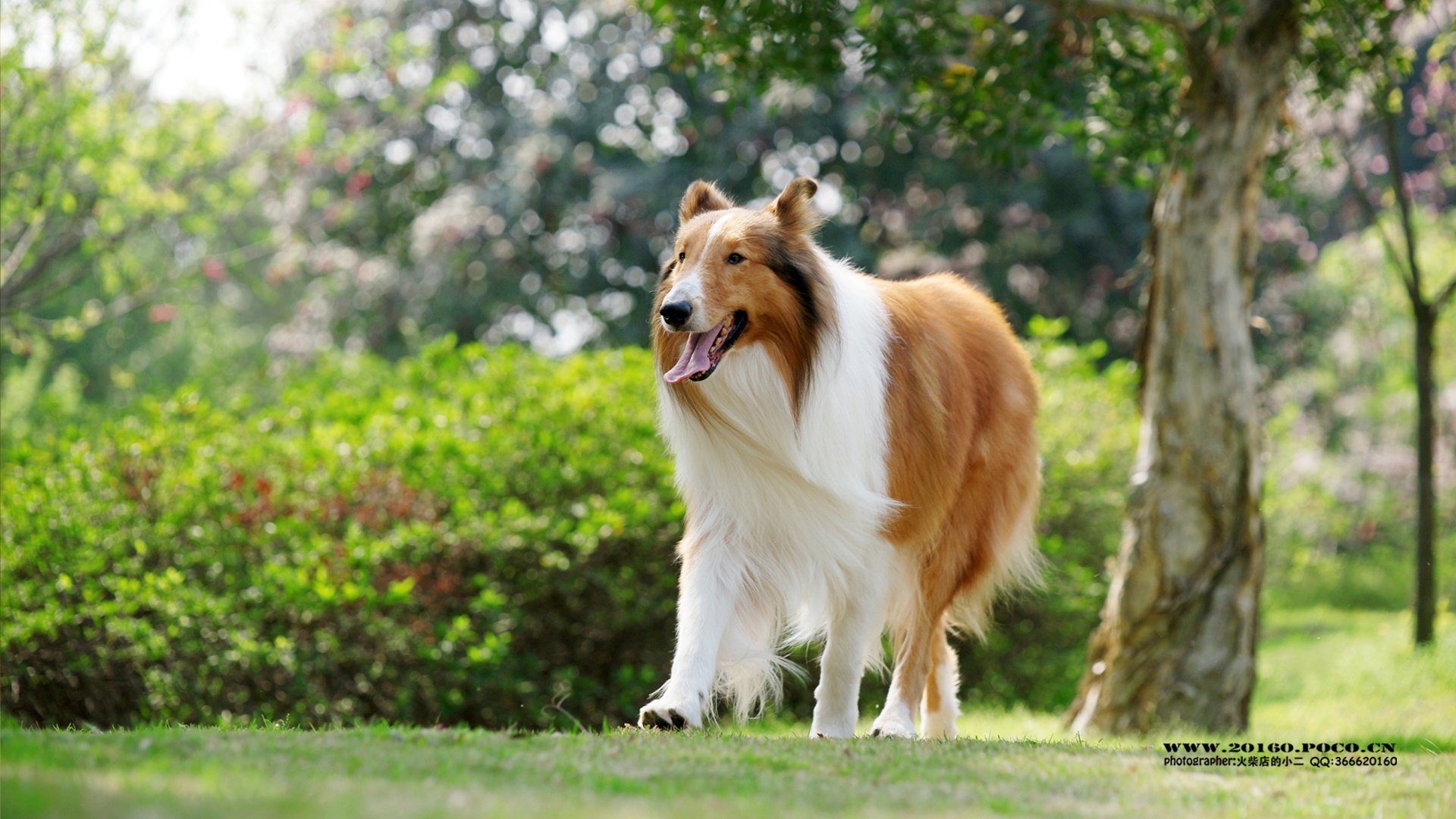 萌宠,汪星人,独家首发,@@摄影师火柴店的小二,儿童桌面专用