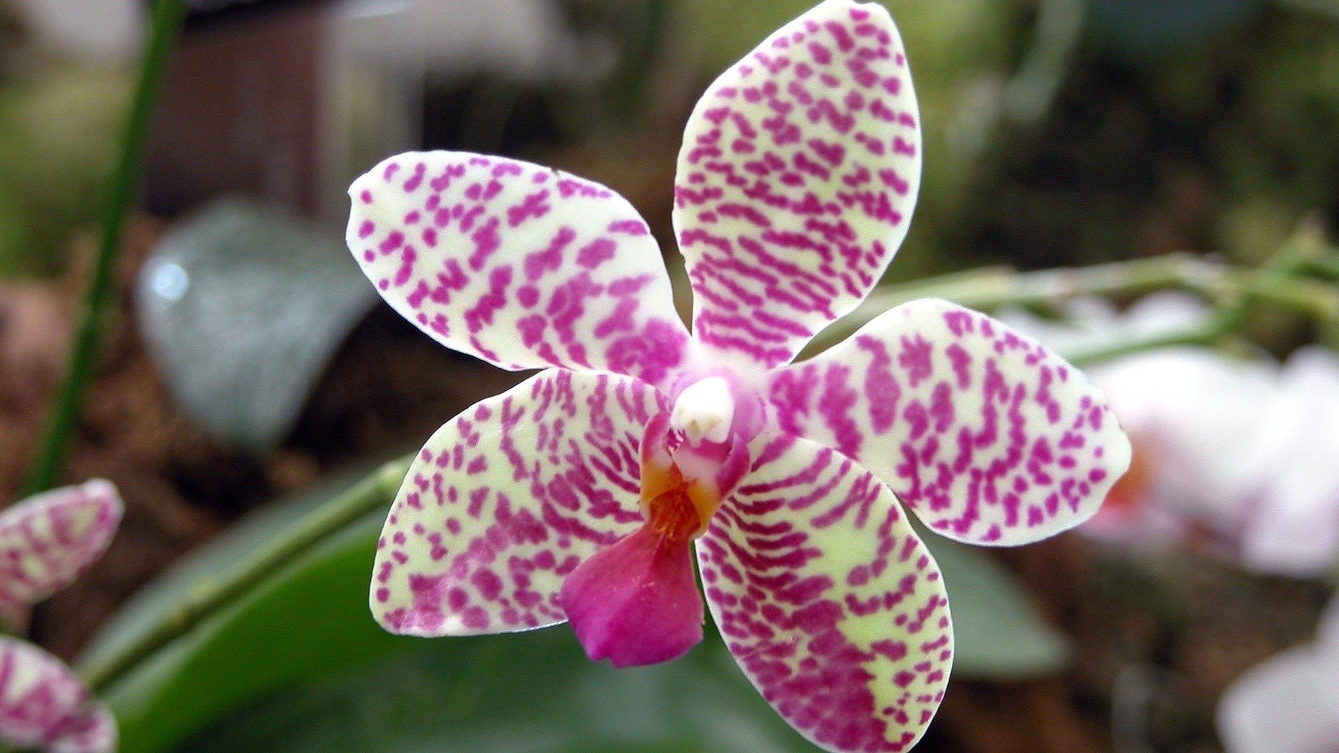 小清新,娇艳欲滴,花,儿童桌面专用