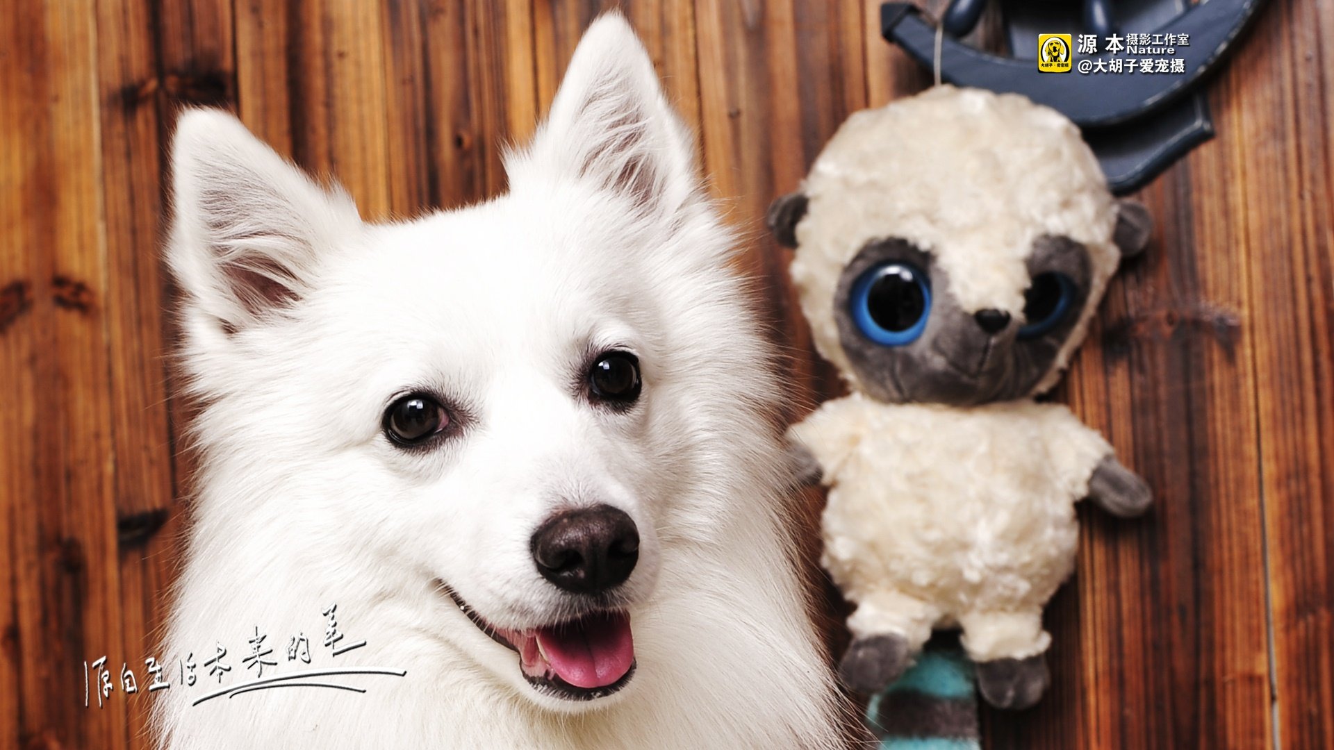 萌宠,源本摄影,狗,汪星人,雪纳瑞,独家首发,@大胡子爱宠摄,儿童桌面专用