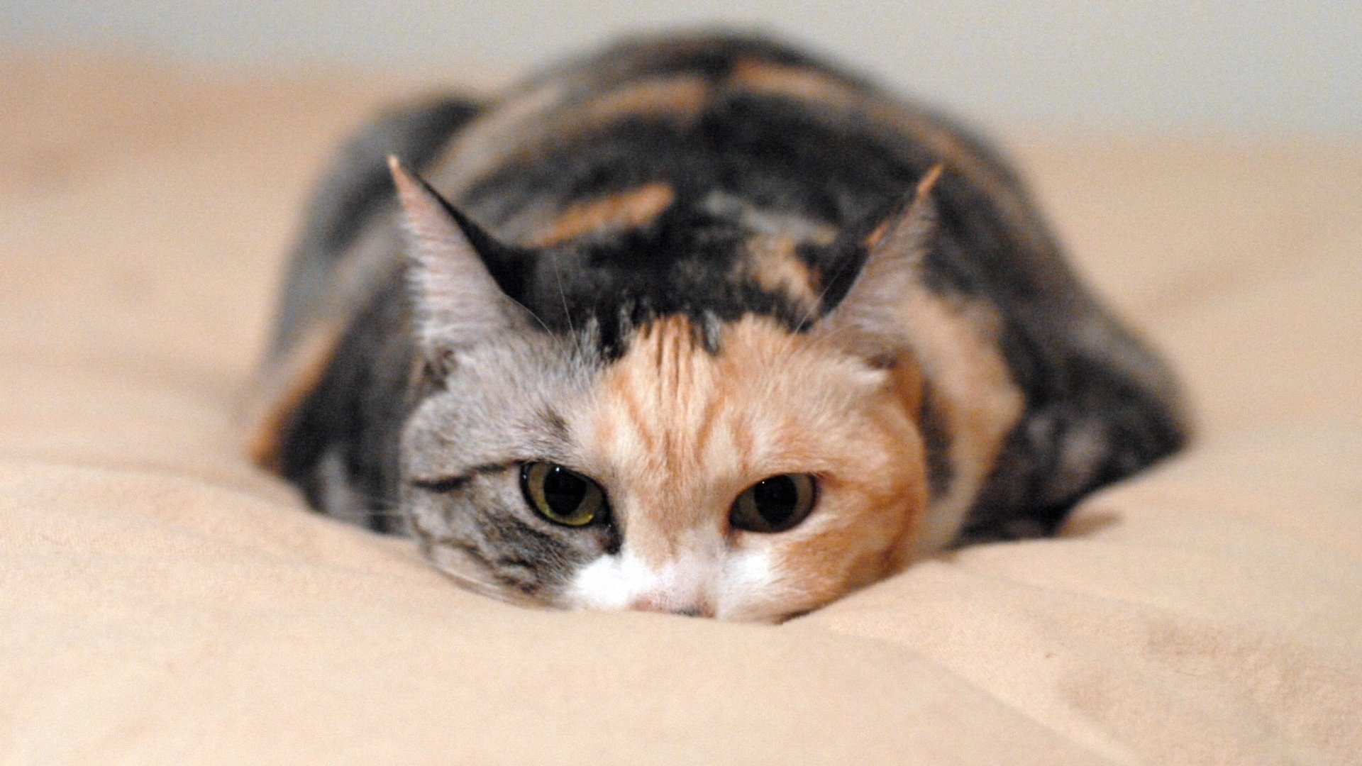 萌宠,喵星人,猫,儿童桌面专用