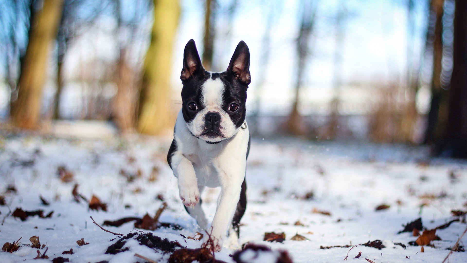 萌宠,汪星人,狗狗,狗,儿童桌面专用