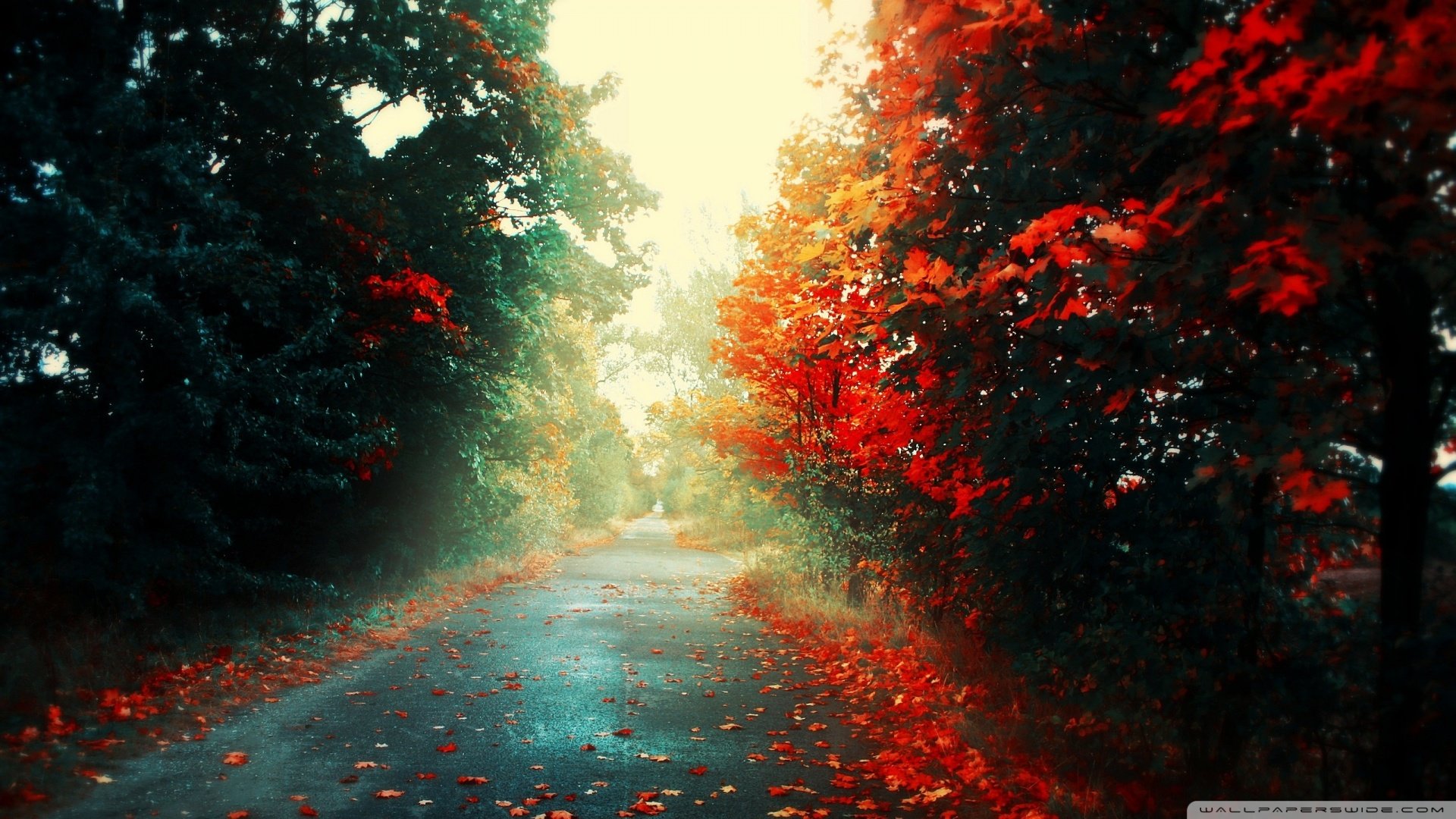 风景,落叶,道路,意境,儿童桌面专用