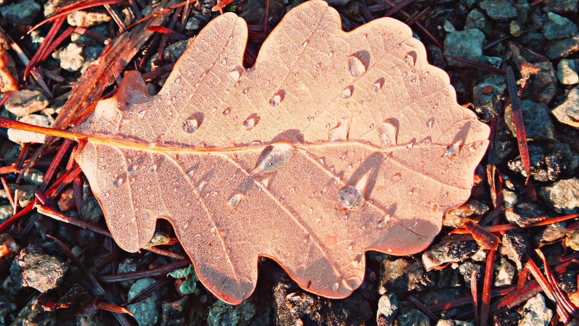 小清新,清新淡雅,儿童桌面专用