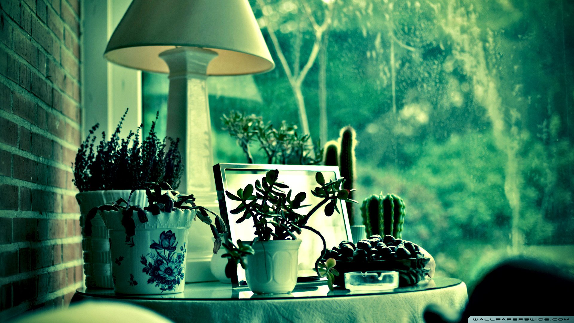 小清新,护眼壁纸,绿叶,清爽,窗台,儿童桌面专用