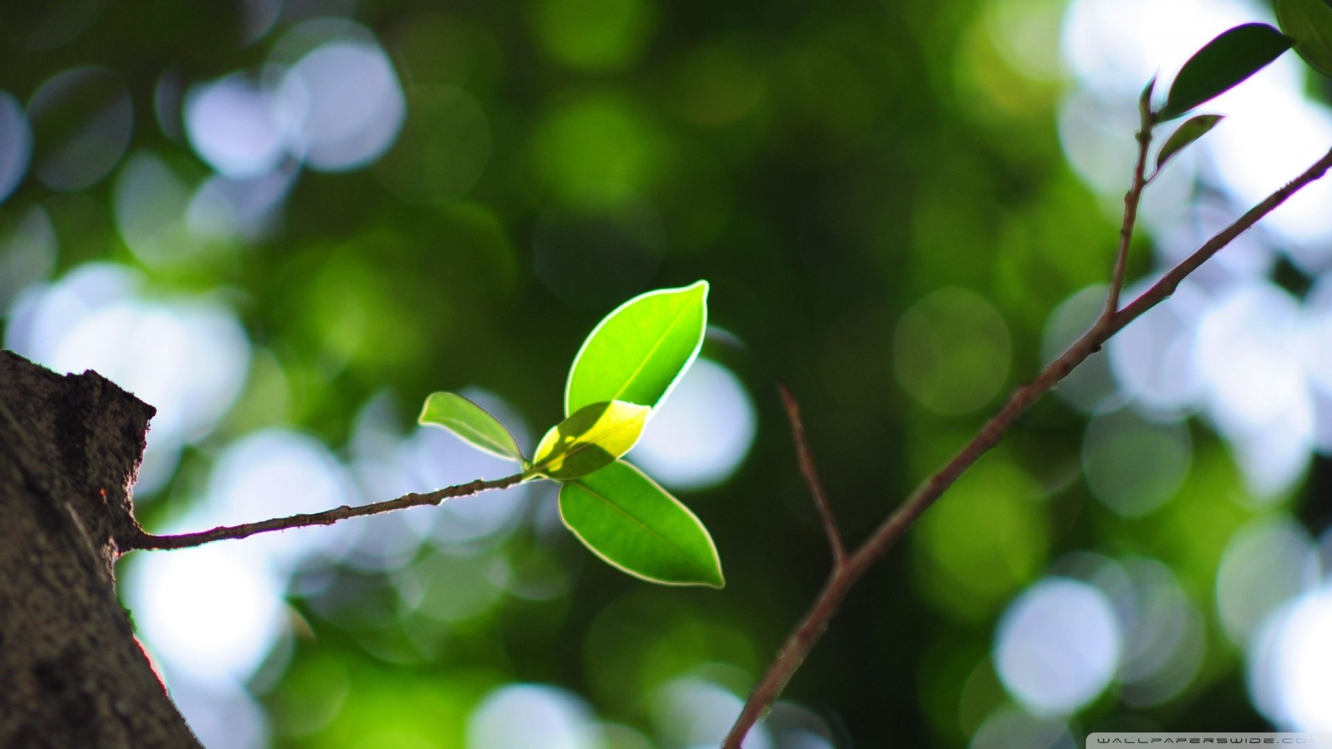 小清新,清新淡雅,儿童桌面专用
