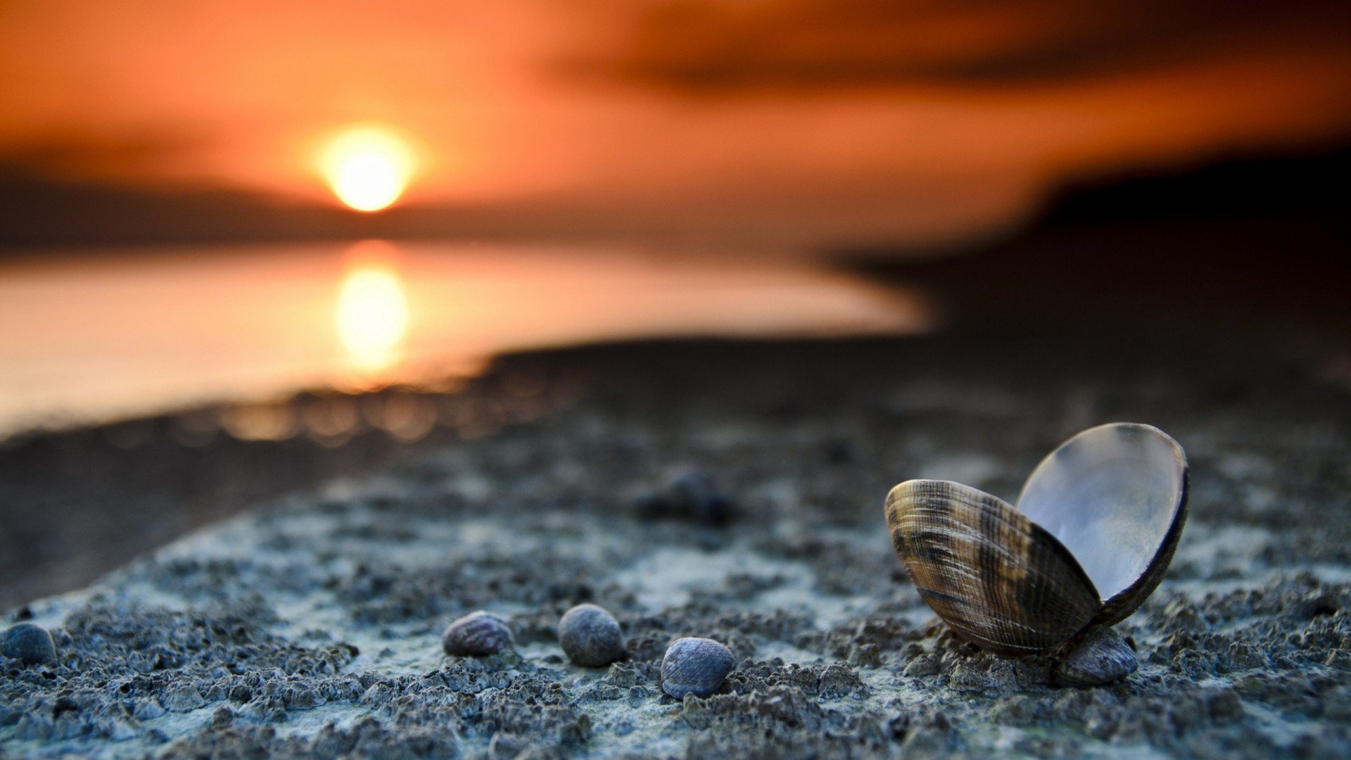 小清新,静物写真,贝壳,儿童桌面专用