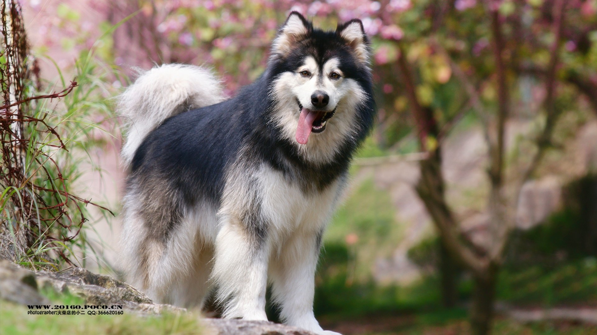 萌宠,摄影,狗,汪星人,火柴摄影,独家首发,@摄影师火柴店的小二,儿童桌面专用