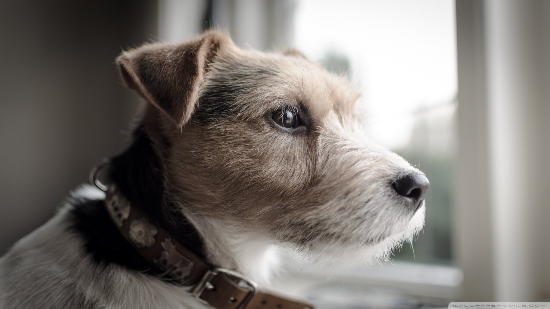 萌宠,汪星人,狗狗,狗,儿童桌面专用