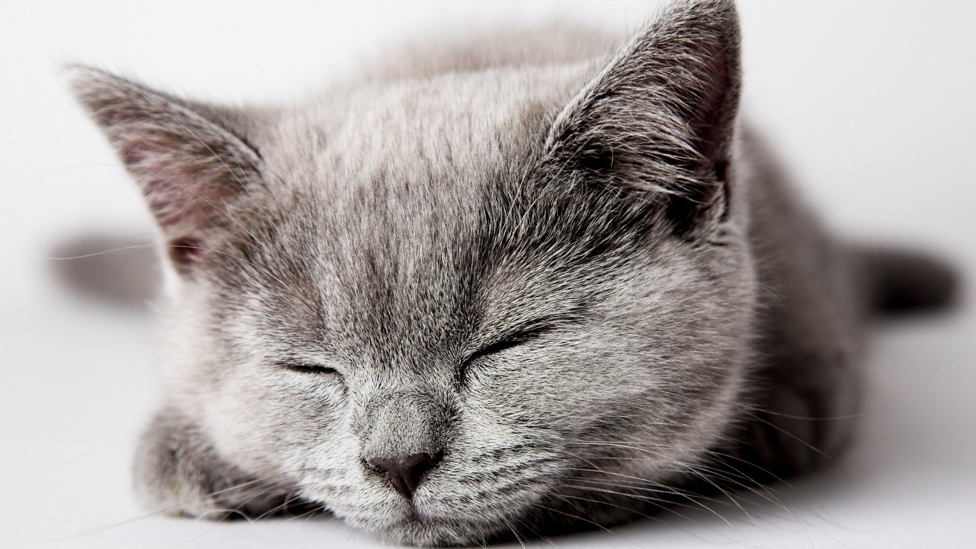 萌宠,可爱,喵星人,儿童桌面专用