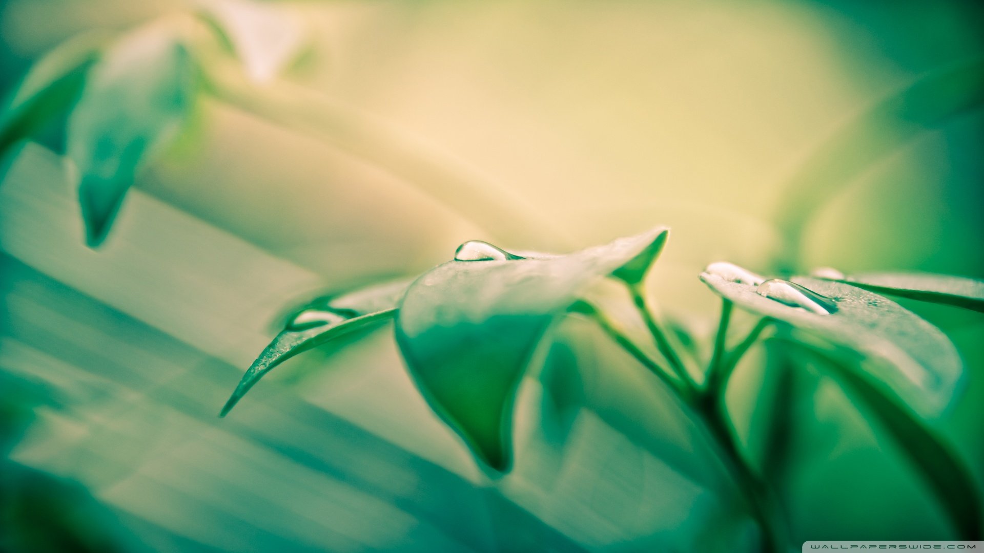 小清新,护眼壁纸,儿童桌面专用