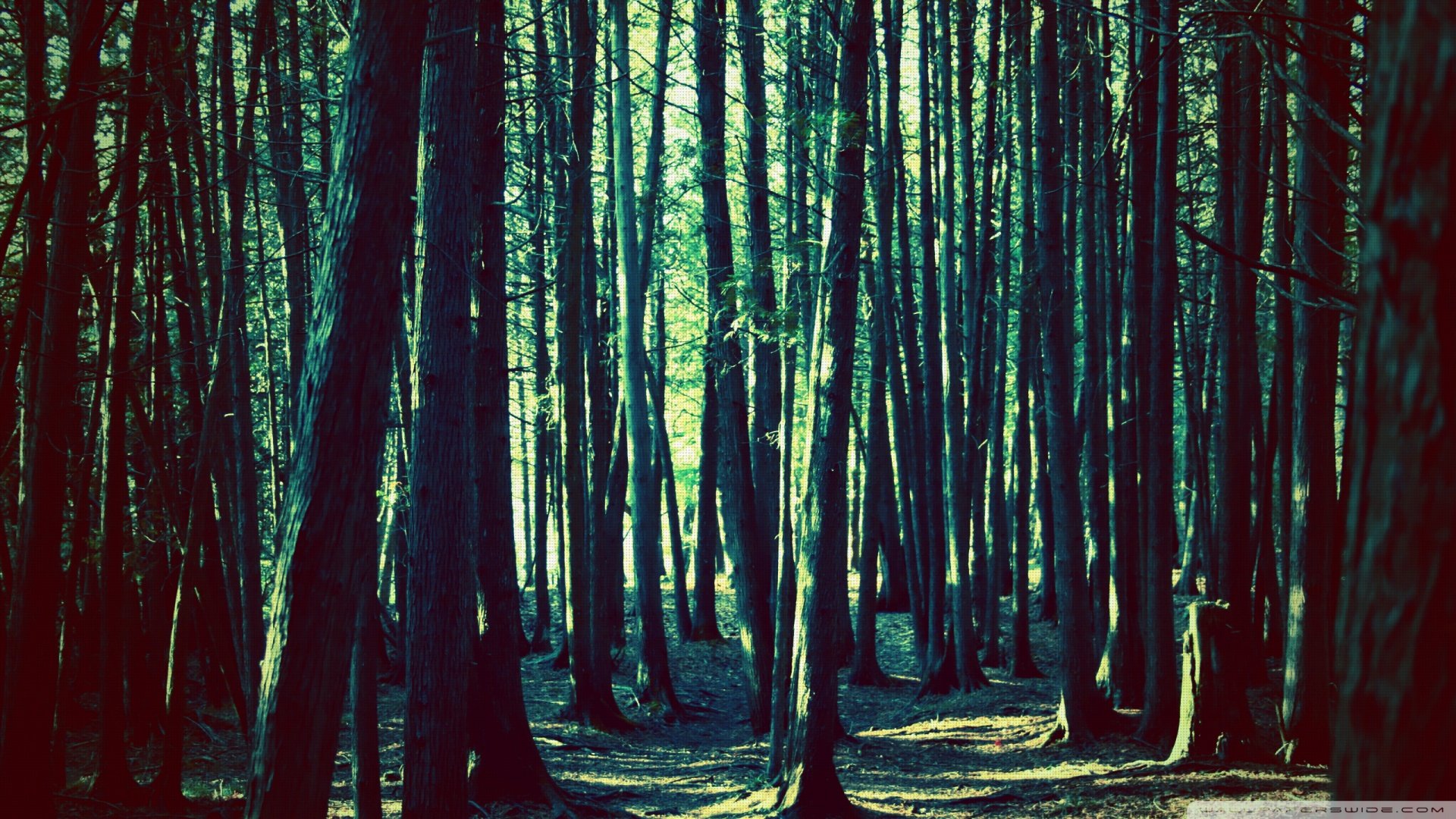 风景,树林,丛林,自然风光,儿童桌面专用